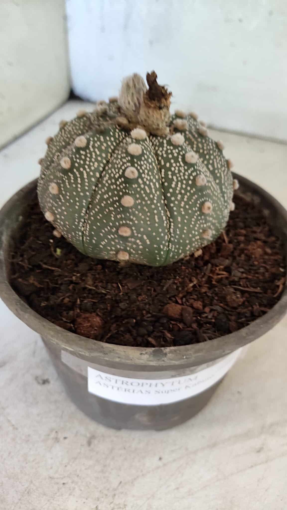 MATRIZ ASTROPHYTUM ASTERIAS SUPER KABUTO  Nº 1075 - vaso 15 - foto 9