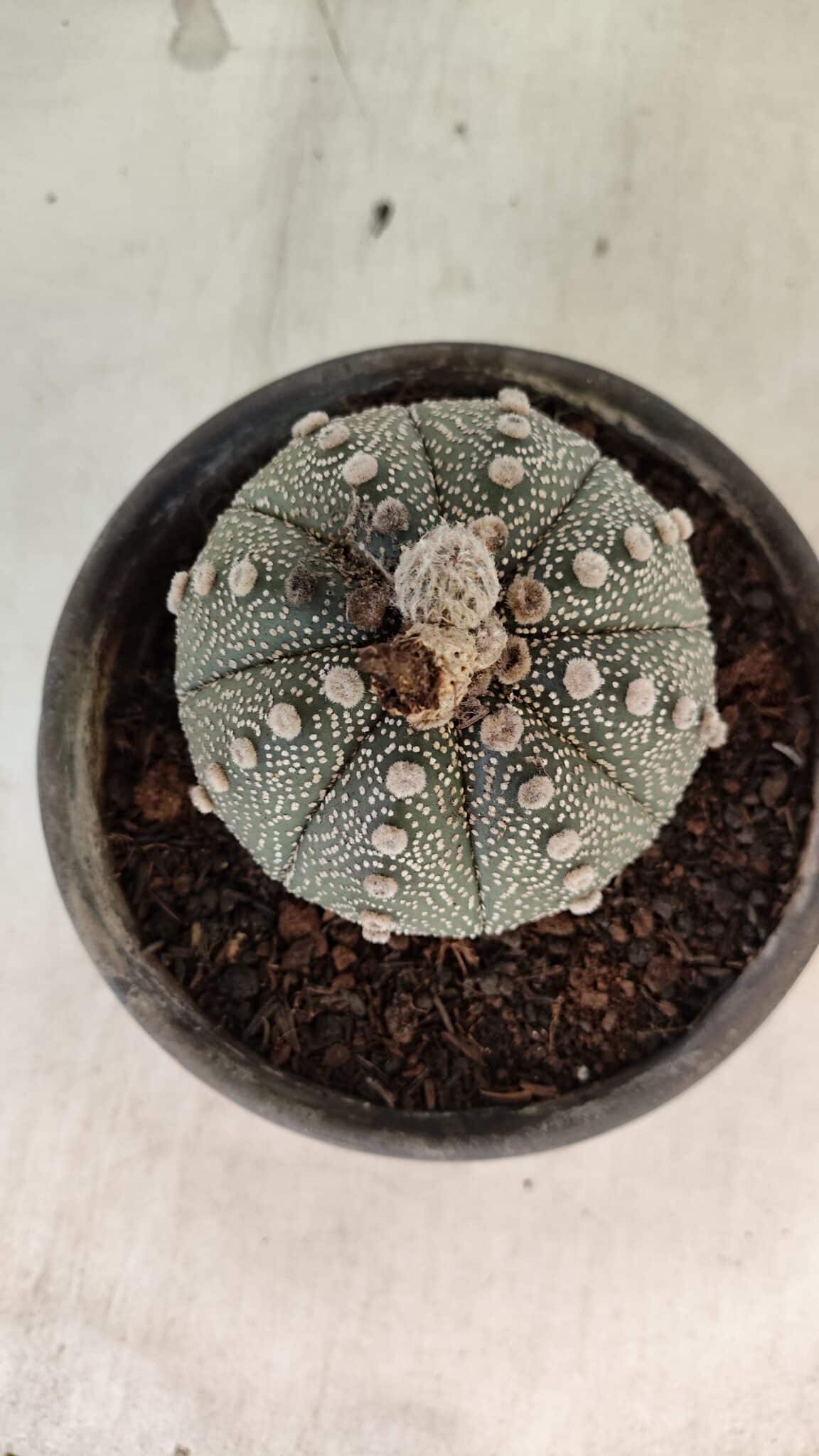 MATRIZ ASTROPHYTUM ASTERIAS SUPER KABUTO  Nº 1075 - vaso 15 - foto 10