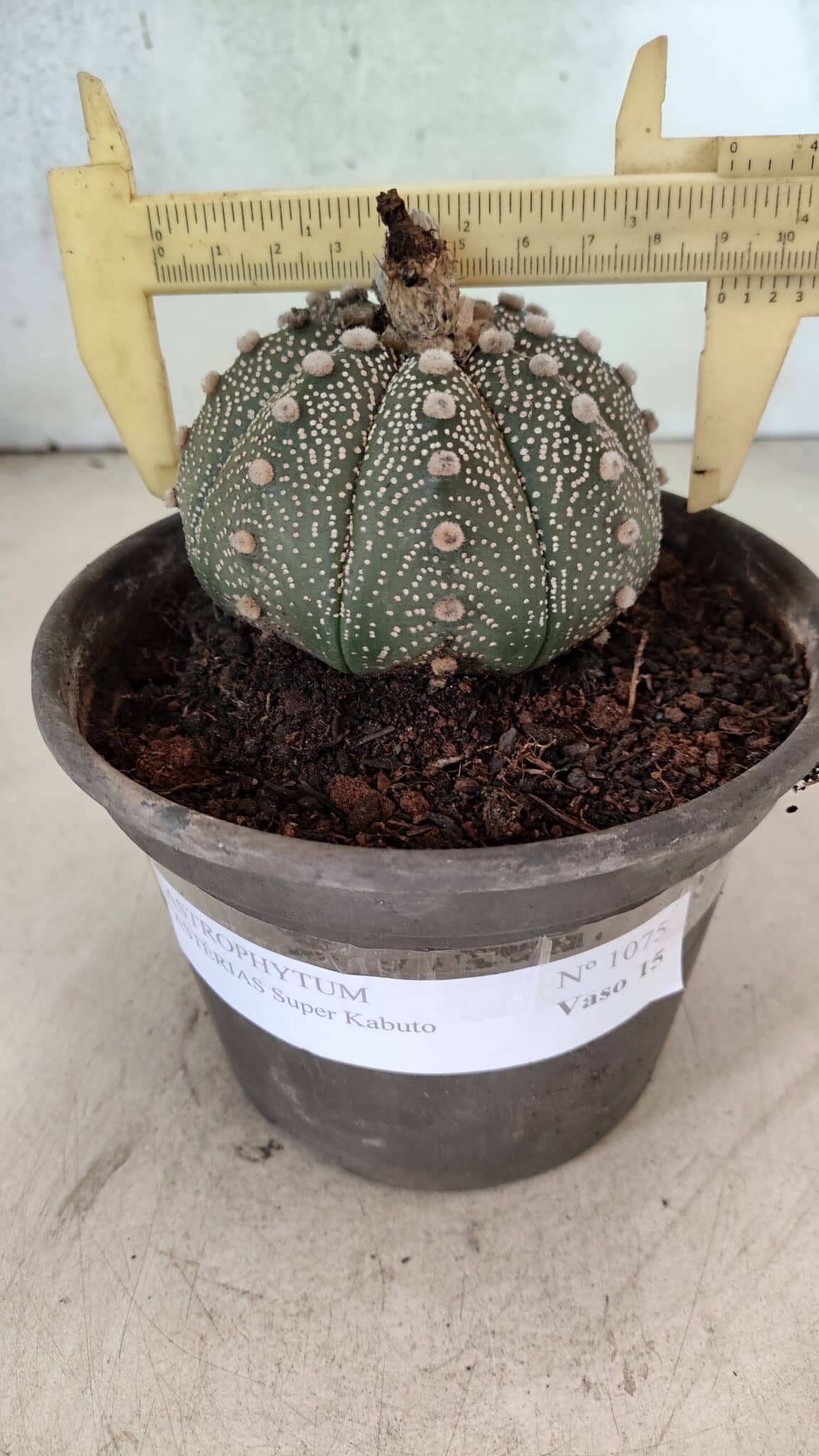 MATRIZ ASTROPHYTUM ASTERIAS SUPER KABUTO  Nº 1075 - vaso 15 - foto 4