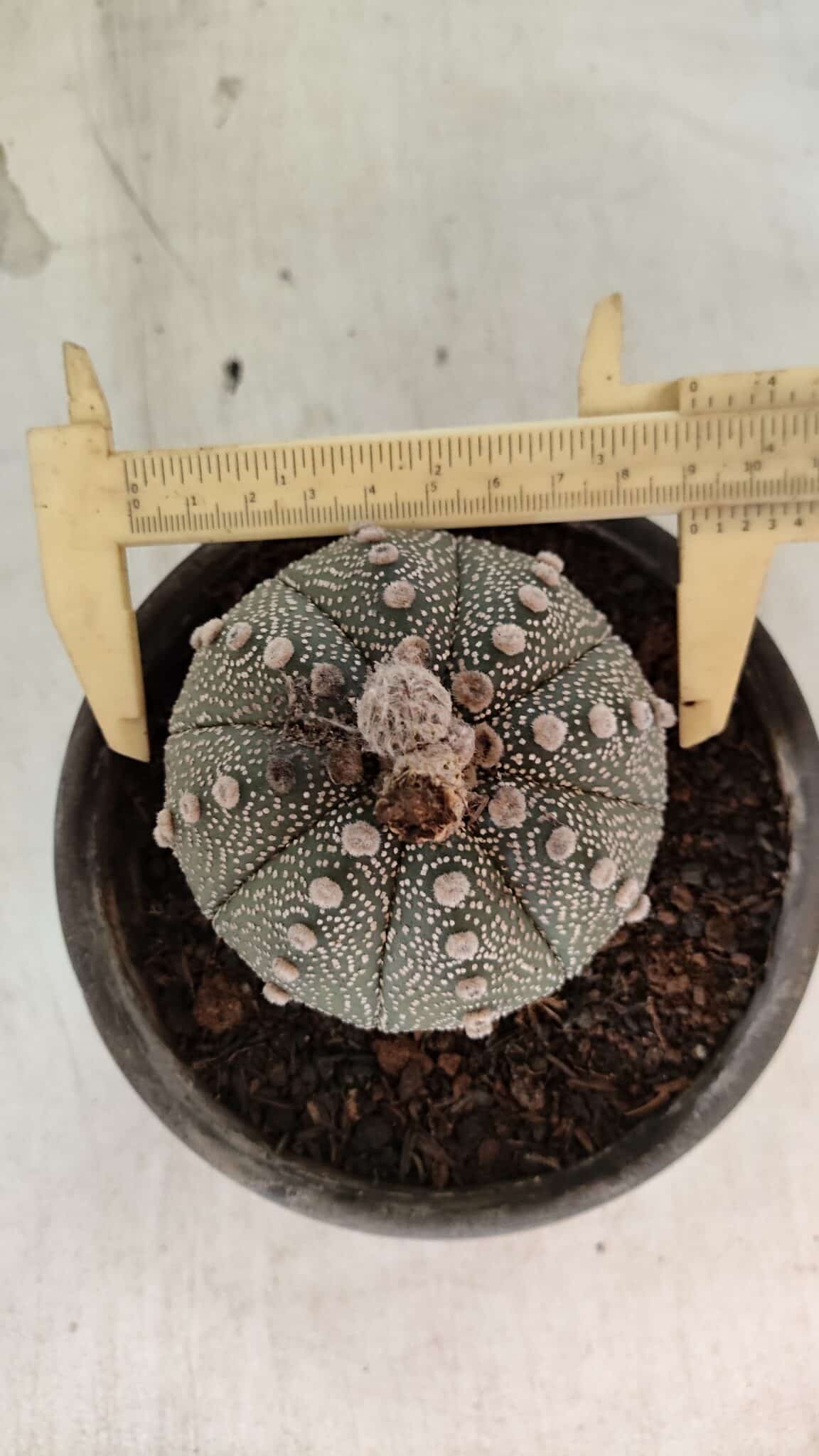 MATRIZ ASTROPHYTUM ASTERIAS SUPER KABUTO  Nº 1075 - vaso 15 - foto 5