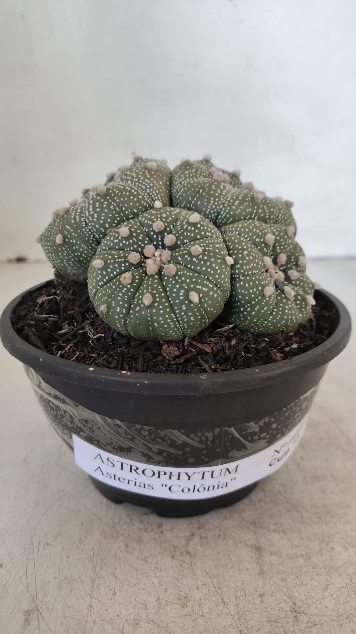 ASTROPHYTUM ASTERIAS "Colônia”  Nº 900 – Cuia 13 - foto 4