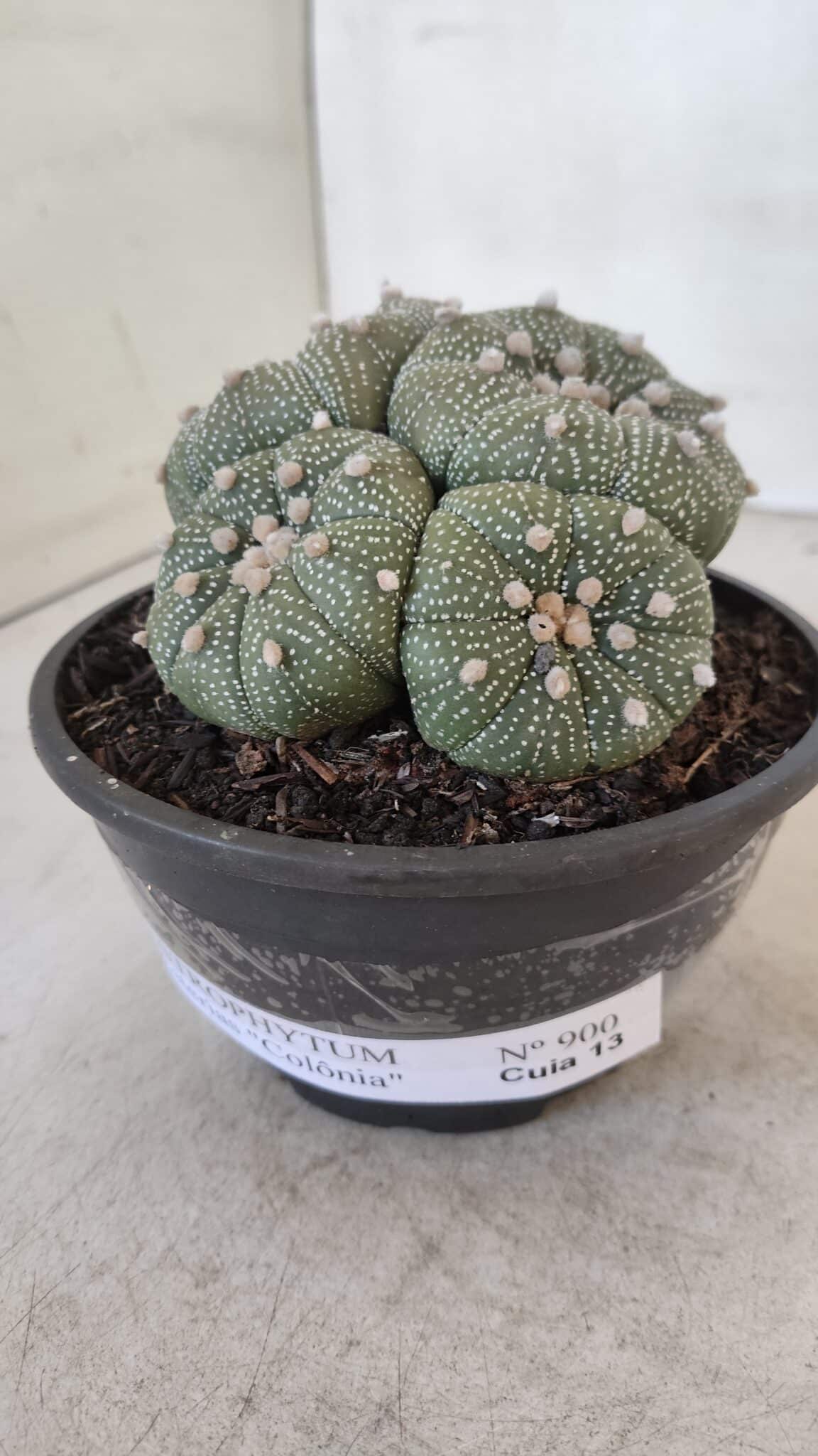 ASTROPHYTUM ASTERIAS "Colônia”  Nº 900 – Cuia 13 - foto 8