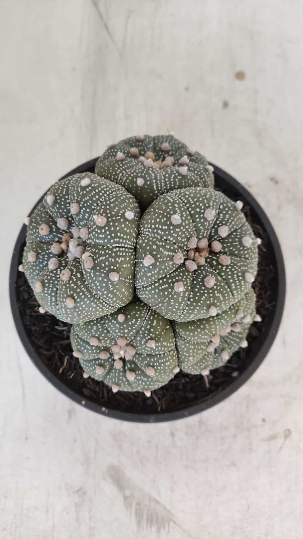 ASTROPHYTUM ASTERIAS "Colônia”  Nº 900 – Cuia 13 - foto 5