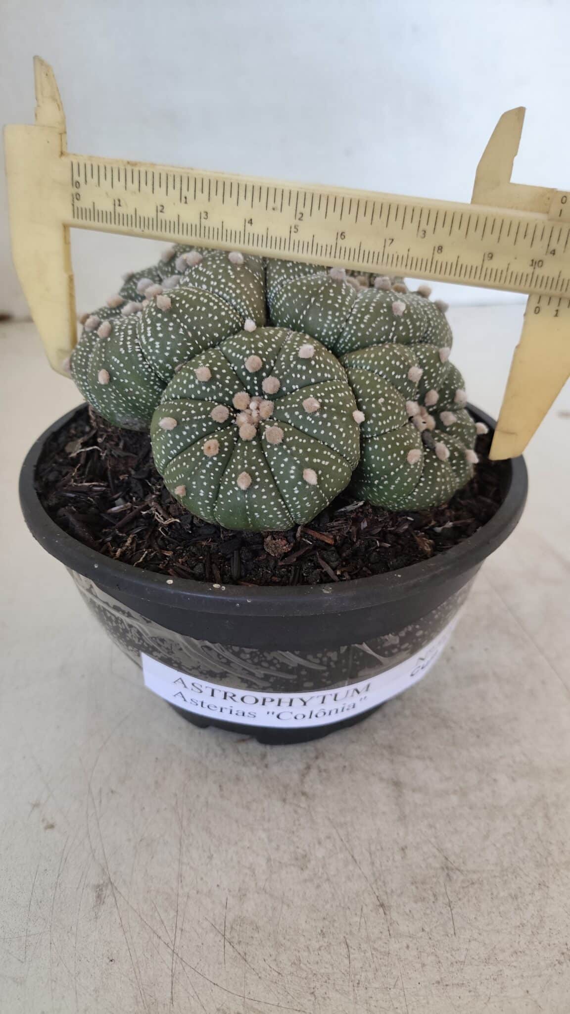 ASTROPHYTUM ASTERIAS "Colônia”  Nº 900 – Cuia 13 - foto 6