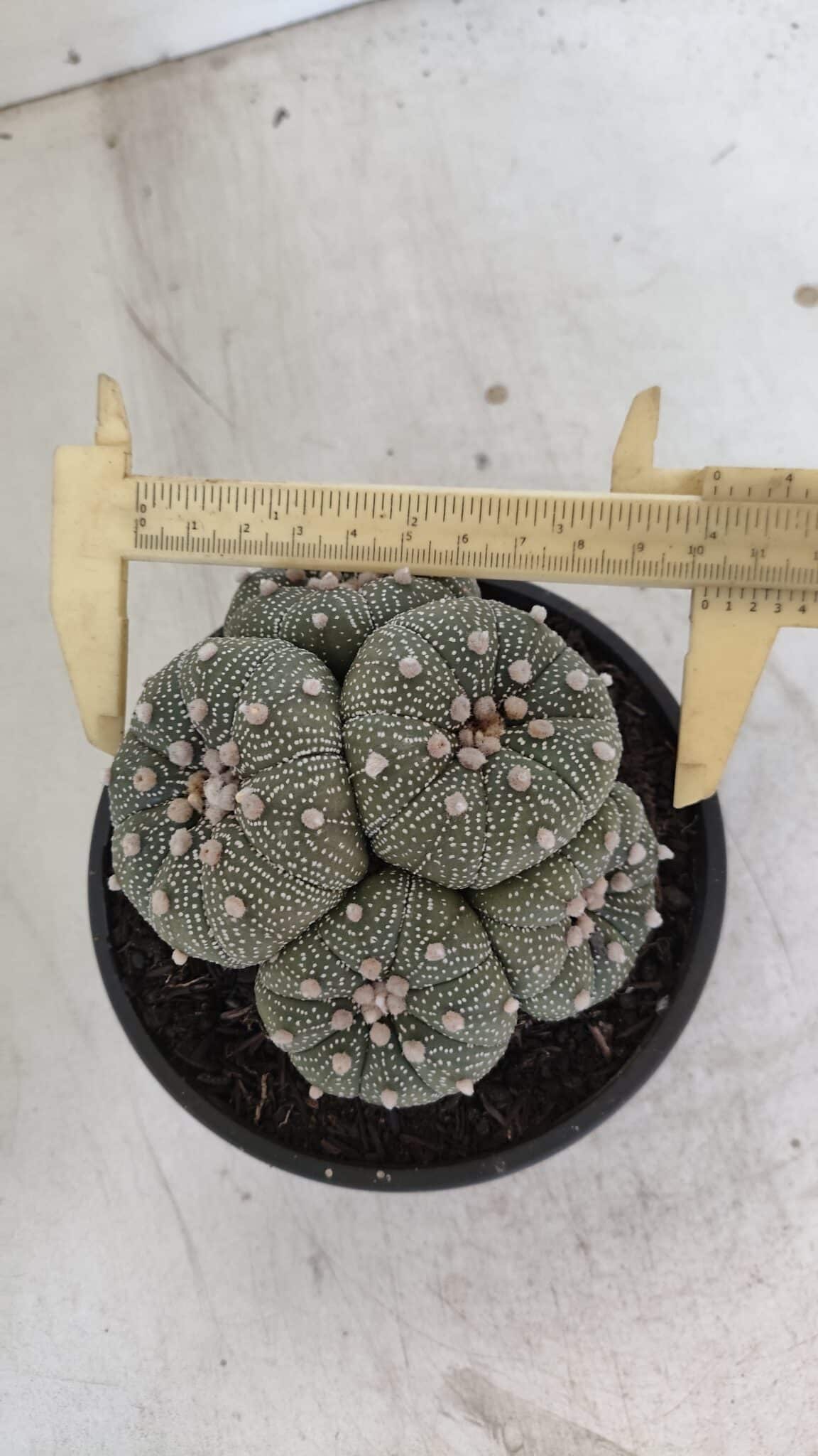 ASTROPHYTUM ASTERIAS "Colônia”  Nº 900 – Cuia 13 - foto 7