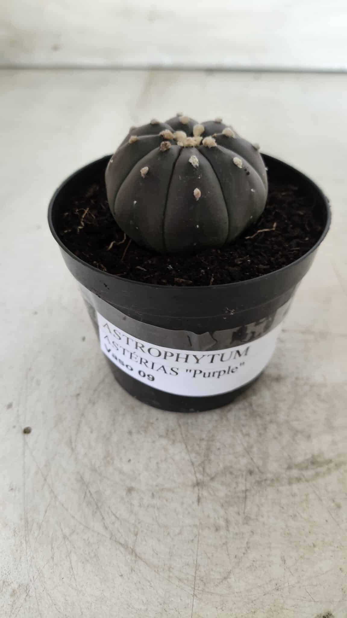 ASTROPHYTUM ASTERIAS “Purple”  Nº 708 – vaso 09