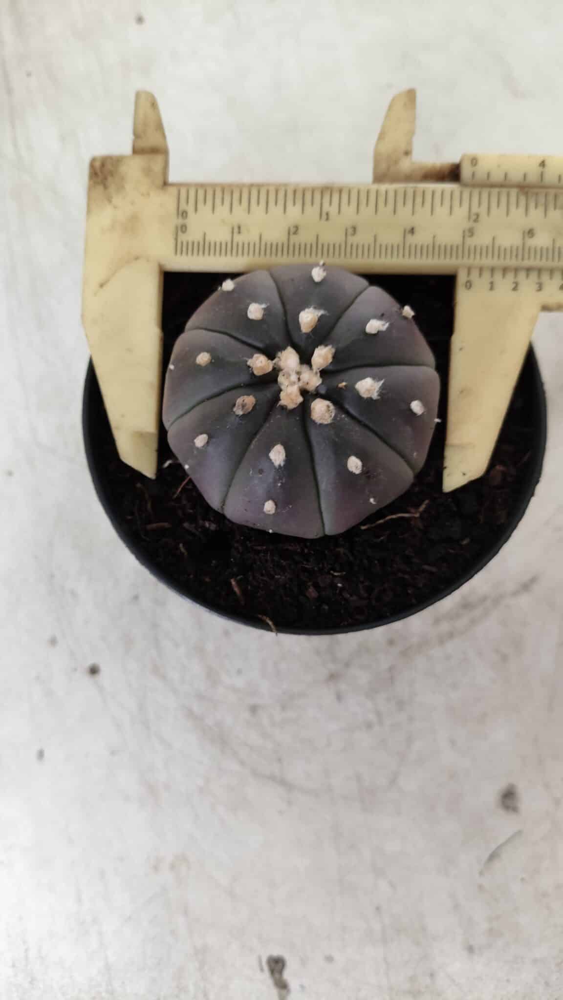 ASTROPHYTUM ASTERIAS “Purple”  Nº 708 – vaso 09