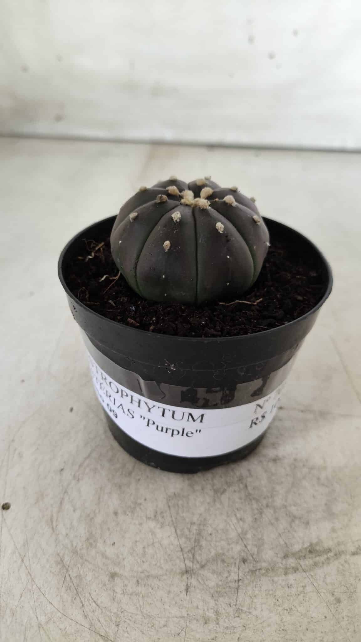 ASTROPHYTUM ASTERIAS “Purple”  Nº 708 – vaso 09