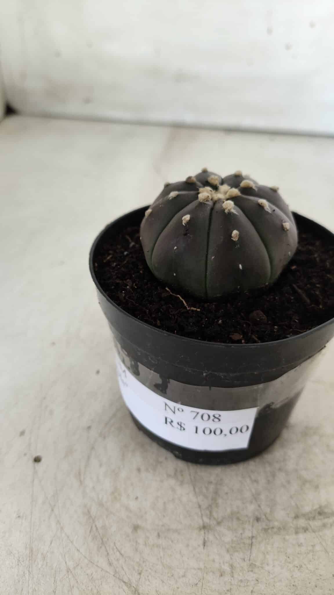 ASTROPHYTUM ASTERIAS “Purple”  Nº 708 – vaso 09