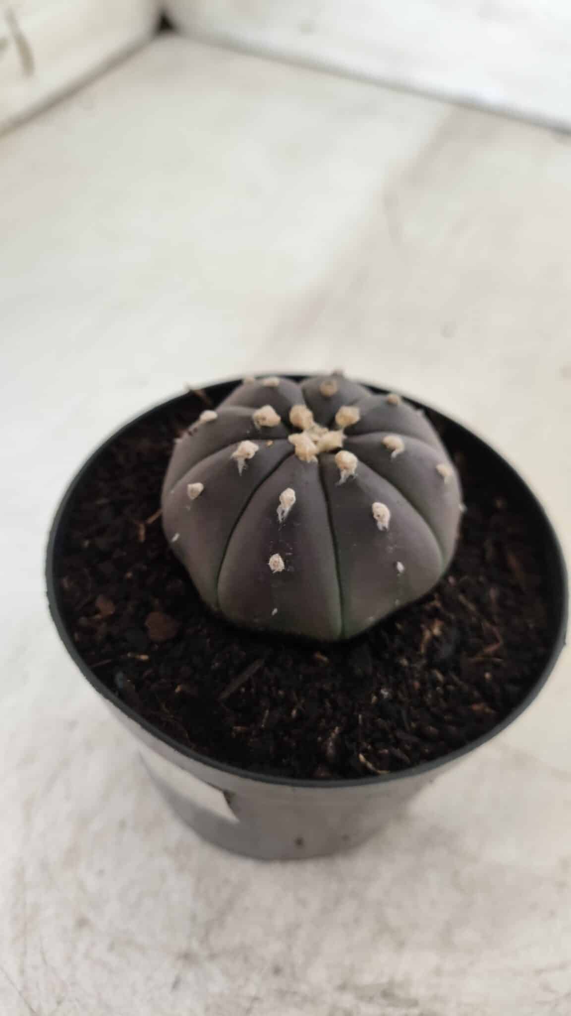 ASTROPHYTUM ASTERIAS “Purple”  Nº 708 – vaso 09