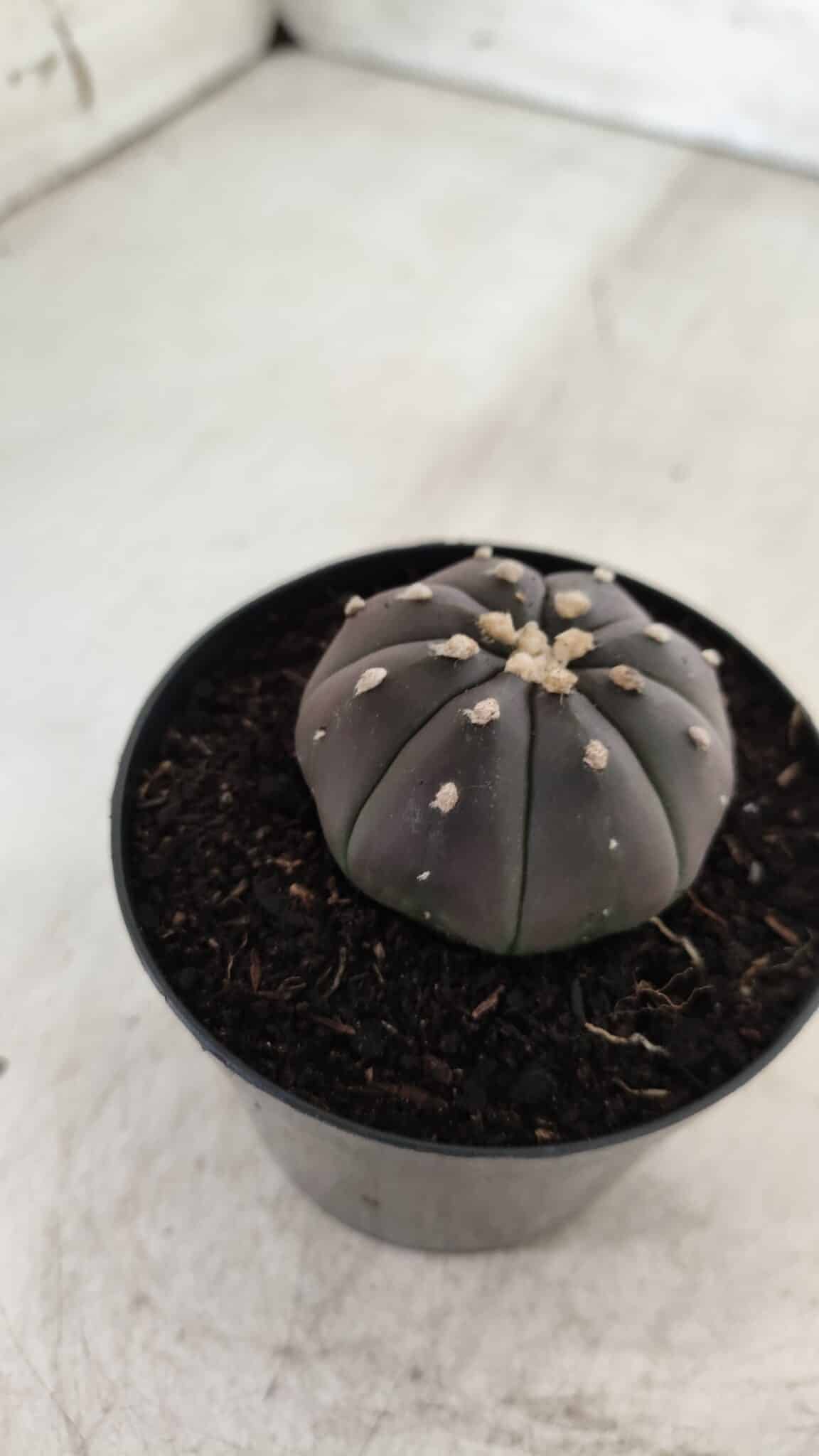 ASTROPHYTUM ASTERIAS “Purple”  Nº 708 – vaso 09