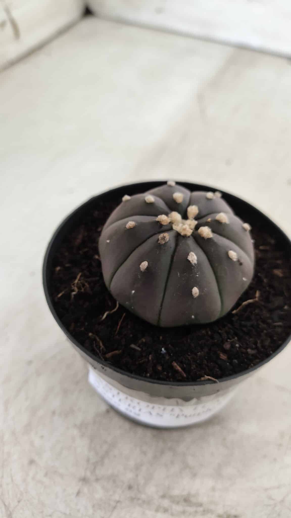 ASTROPHYTUM ASTERIAS “Purple”  Nº 708 – vaso 09