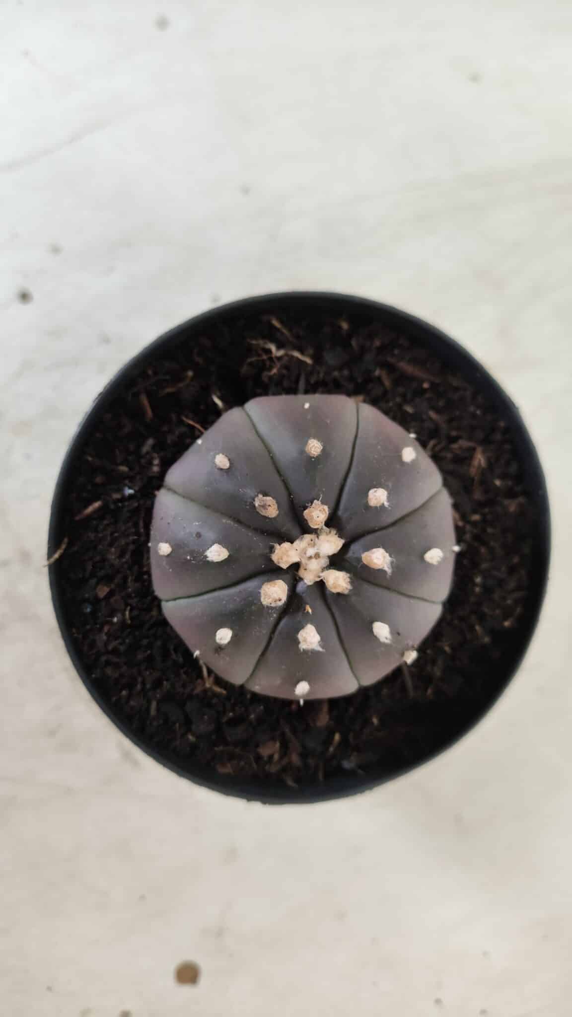 ASTROPHYTUM ASTERIAS “Purple”  Nº 708 – vaso 09