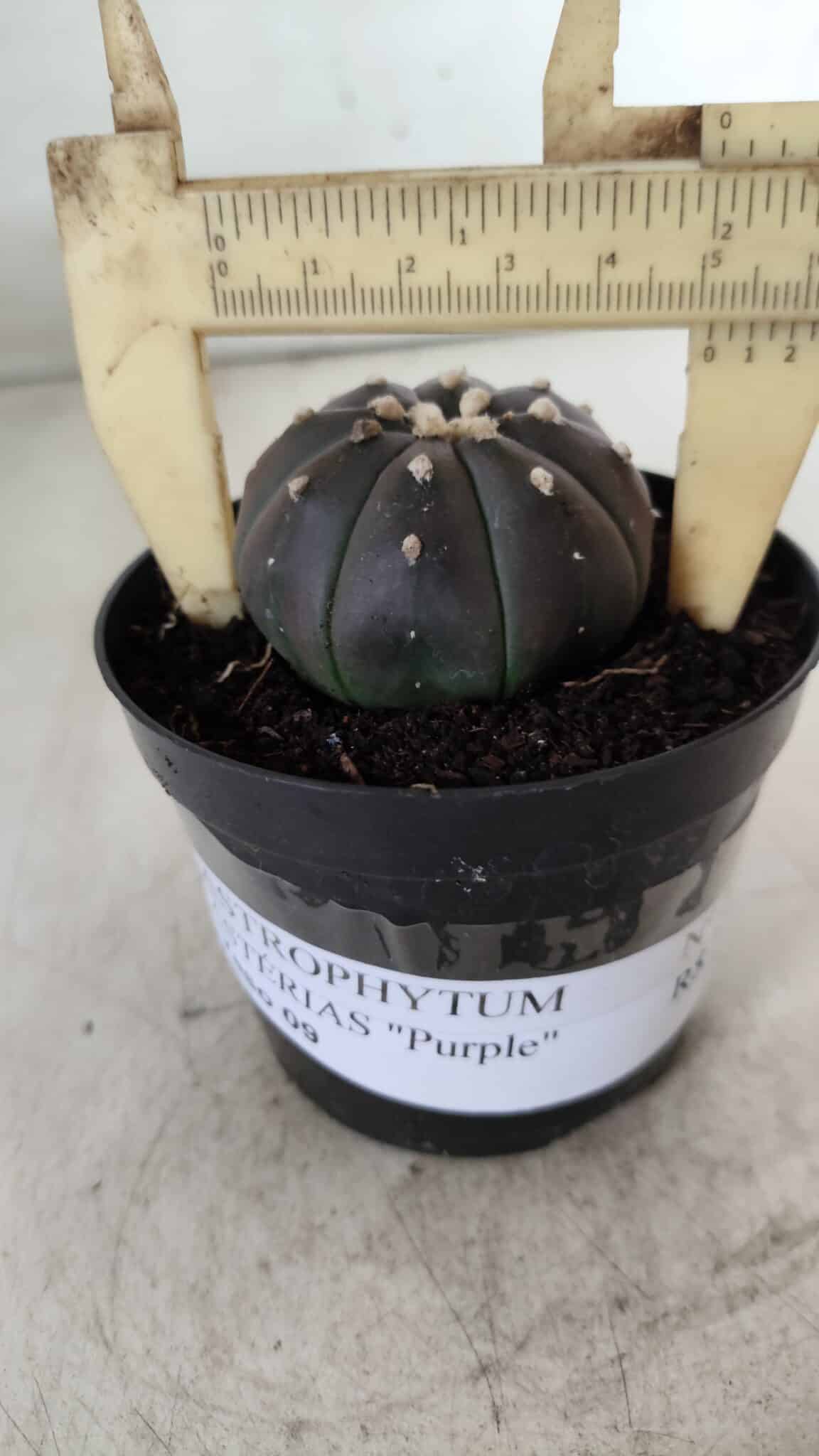 ASTROPHYTUM ASTERIAS “Purple”  Nº 708 – vaso 09