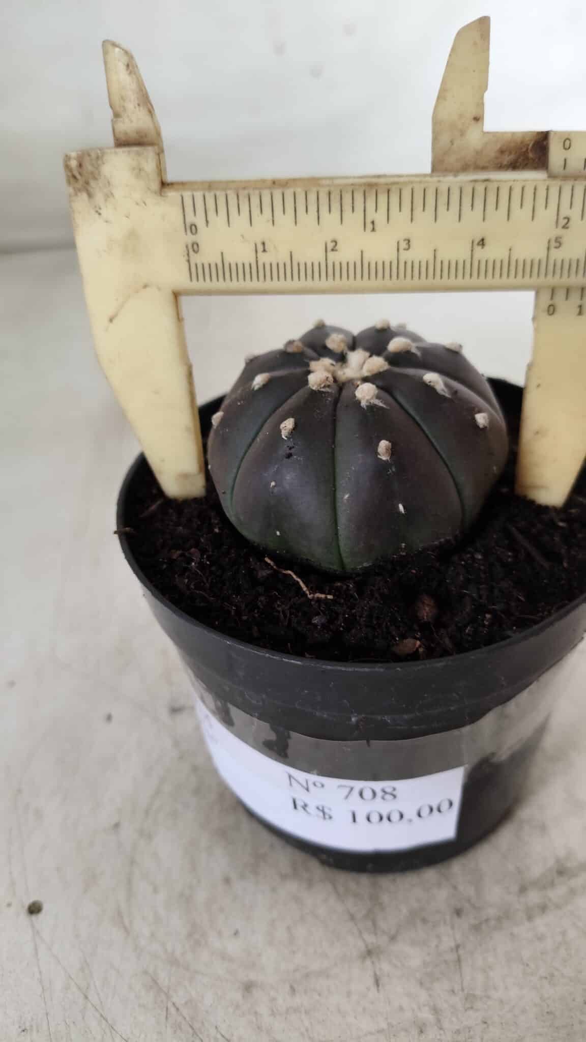 ASTROPHYTUM ASTERIAS “Purple”  Nº 708 – vaso 09