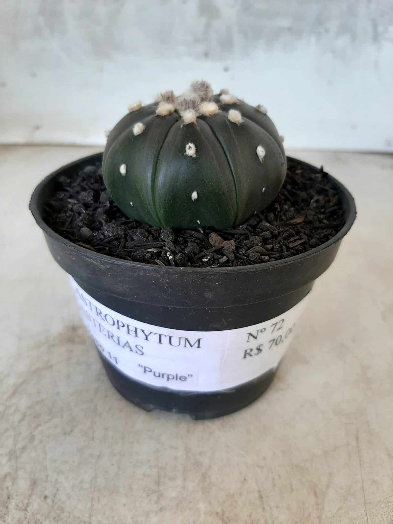 ASTROPHYTUM ASTERIAS “Purple” Nº 72 – vaso 11