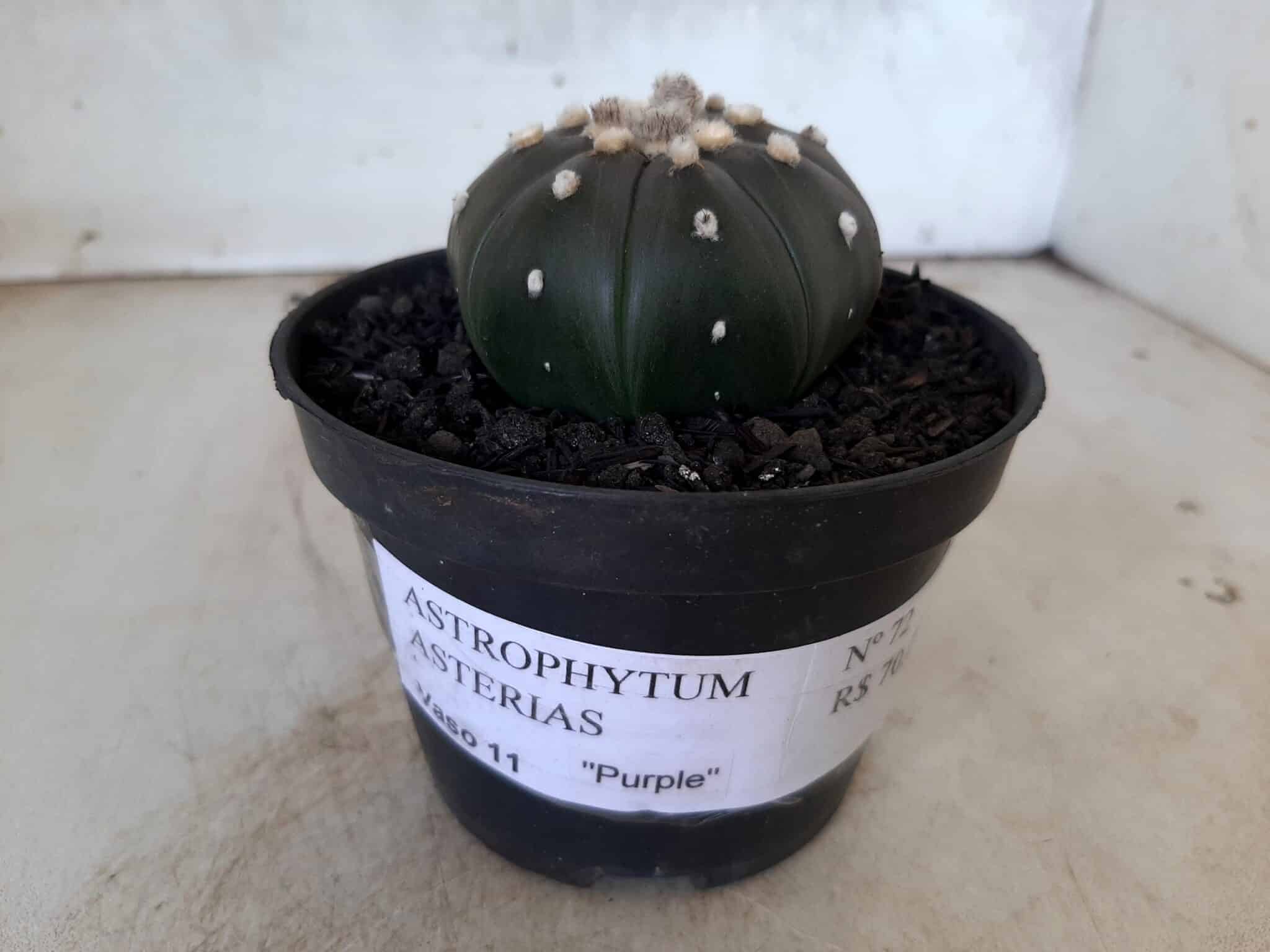 ASTROPHYTUM ASTERIAS “Purple” Nº 72 – vaso 11