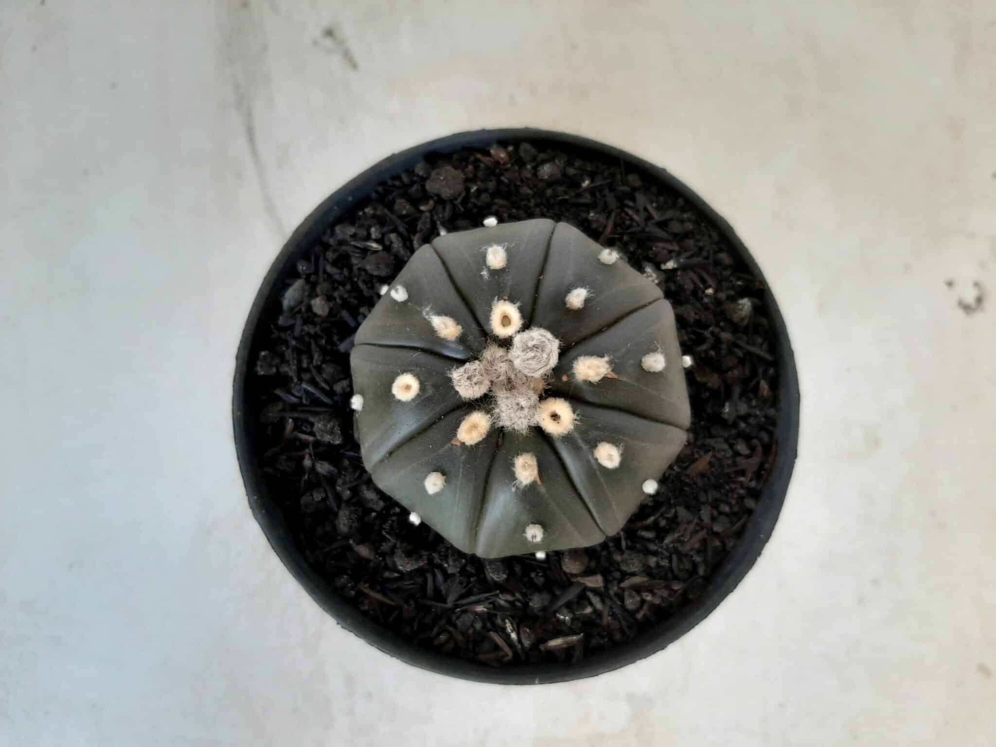 ASTROPHYTUM ASTERIAS “Purple” Nº 72 – vaso 11