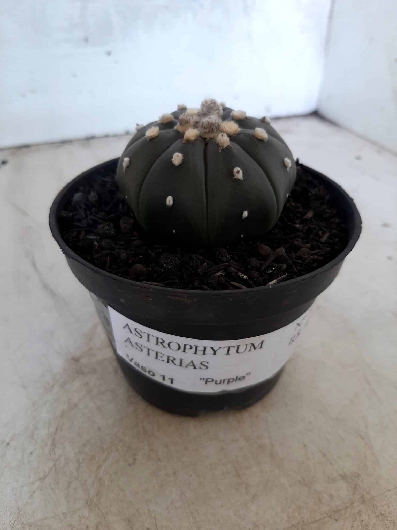 ASTROPHYTUM ASTERIAS “Purple” Nº 72 – vaso 11
