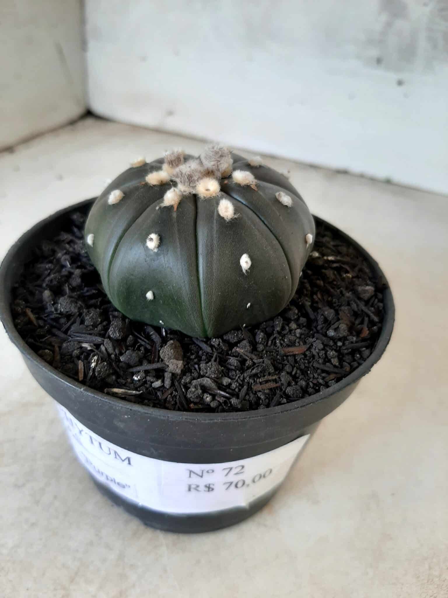 ASTROPHYTUM ASTERIAS “Purple” Nº 72 – vaso 11