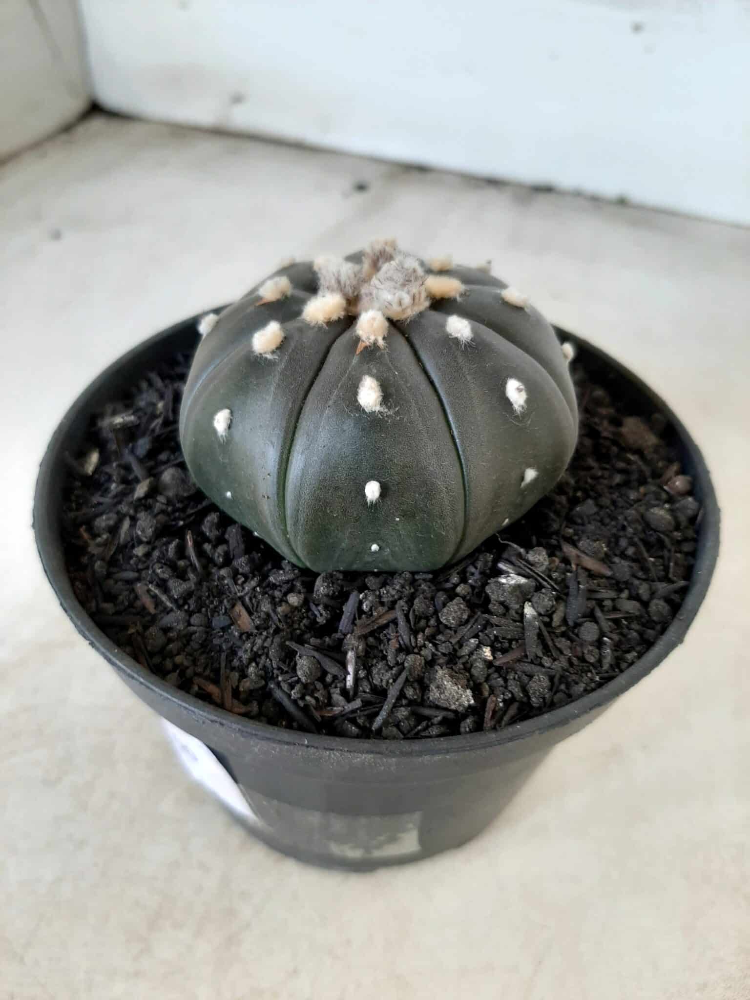 ASTROPHYTUM ASTERIAS “Purple” Nº 72 – vaso 11
