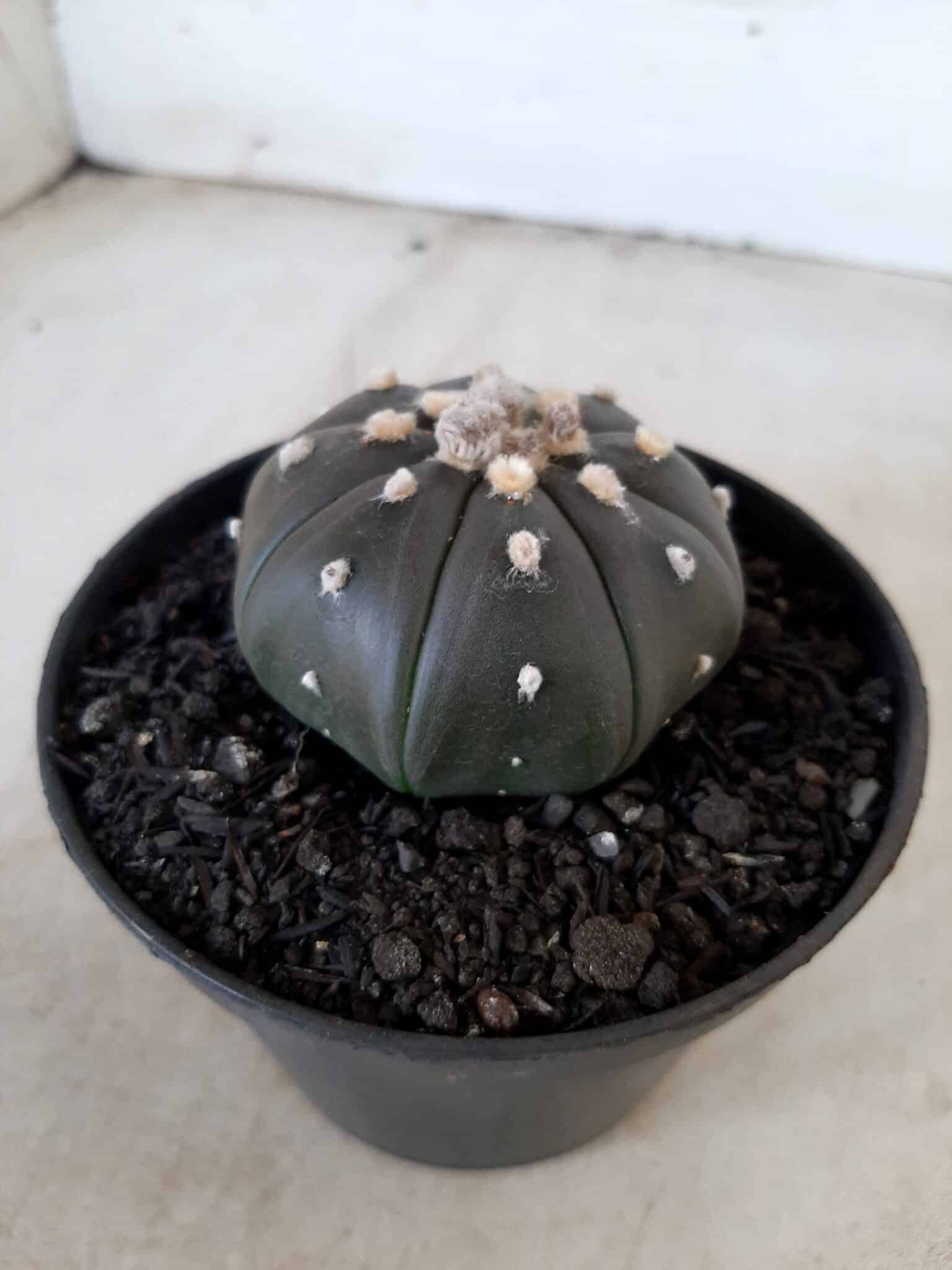 ASTROPHYTUM ASTERIAS “Purple” Nº 72 – vaso 11