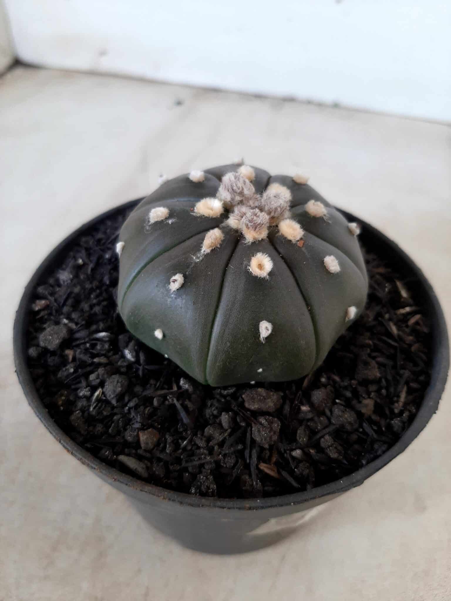 ASTROPHYTUM ASTERIAS “Purple” Nº 72 – vaso 11