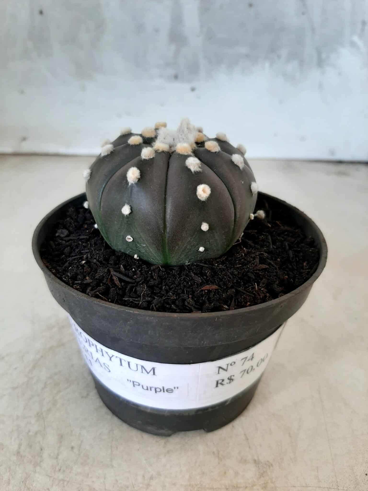 ASTROPHYTUM ASTERIAS “Purple” Nº 74 – vaso 11