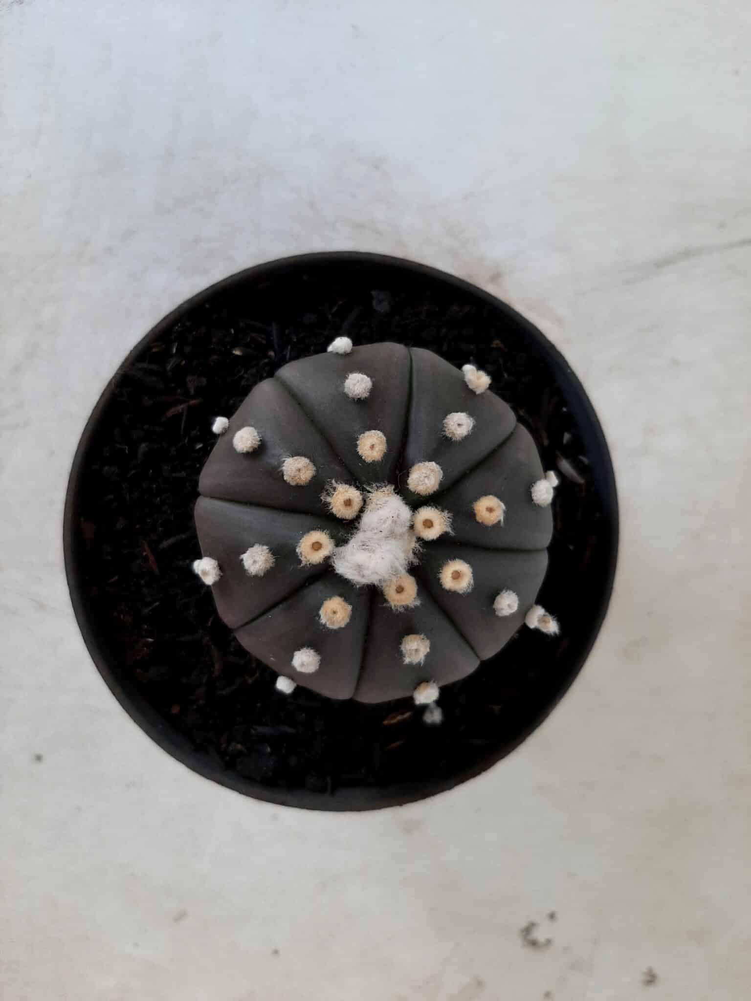 ASTROPHYTUM ASTERIAS “Purple” Nº 74 – vaso 11