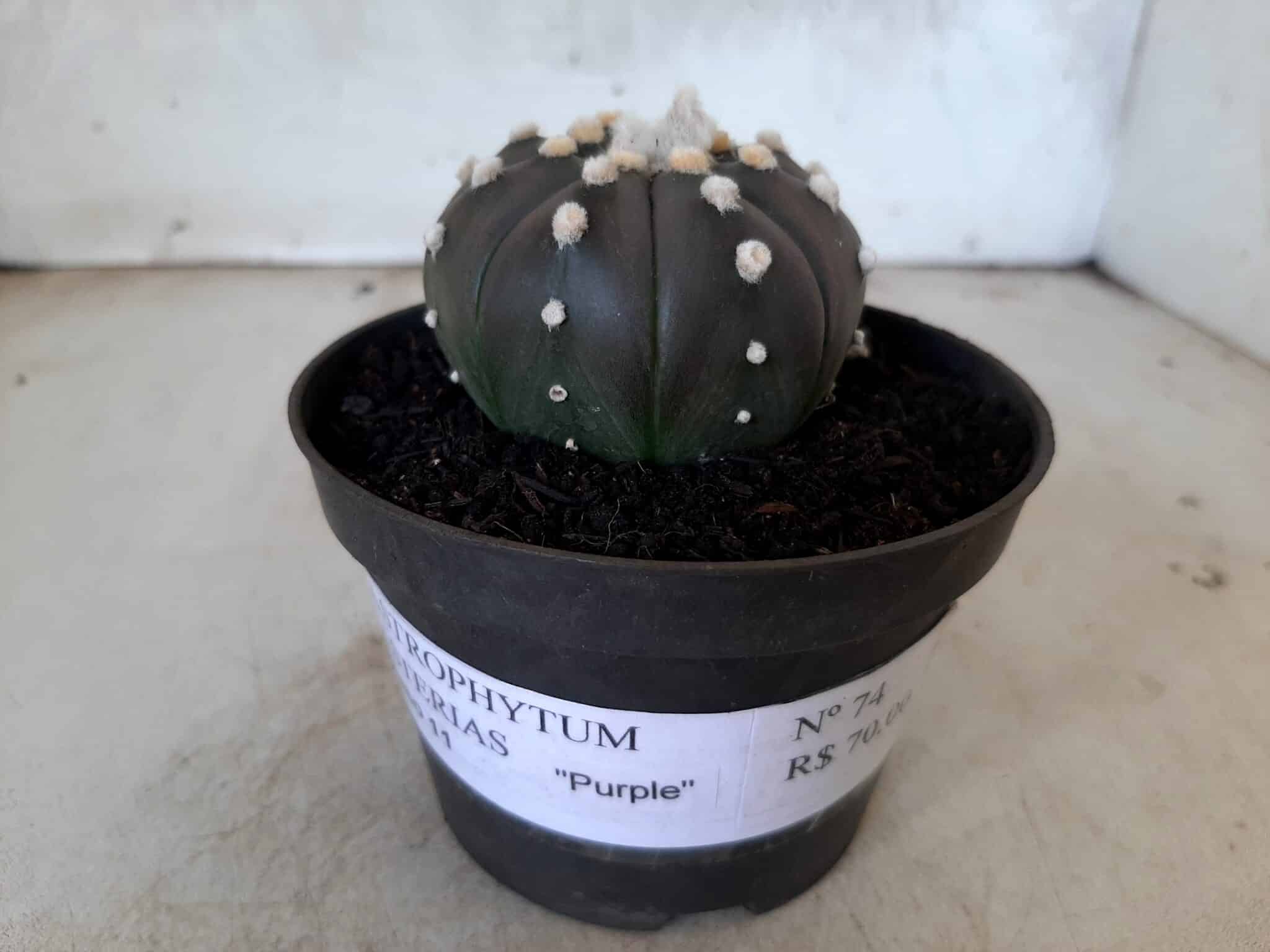 ASTROPHYTUM ASTERIAS “Purple” Nº 74 – vaso 11