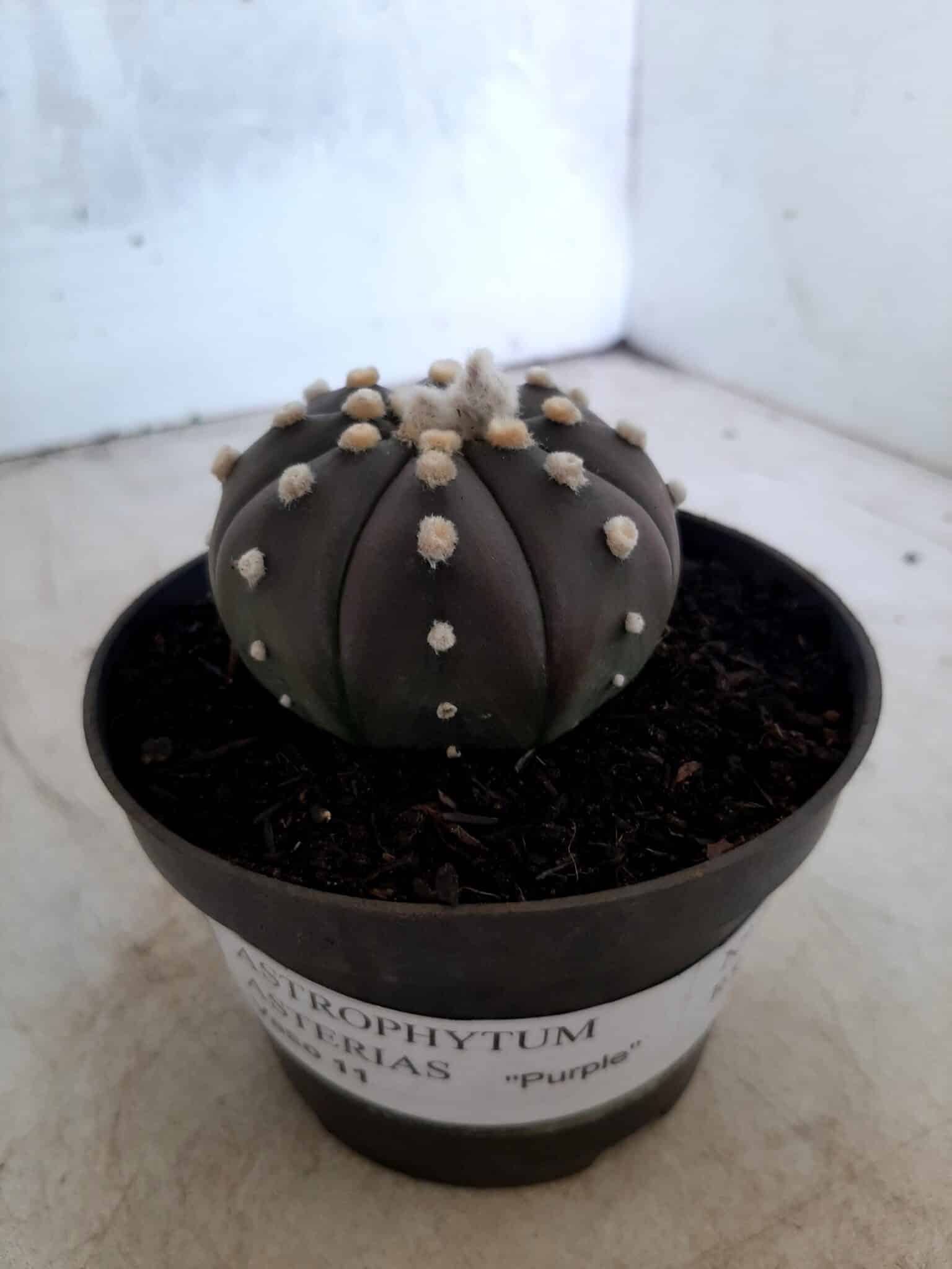 ASTROPHYTUM ASTERIAS “Purple” Nº 74 – vaso 11