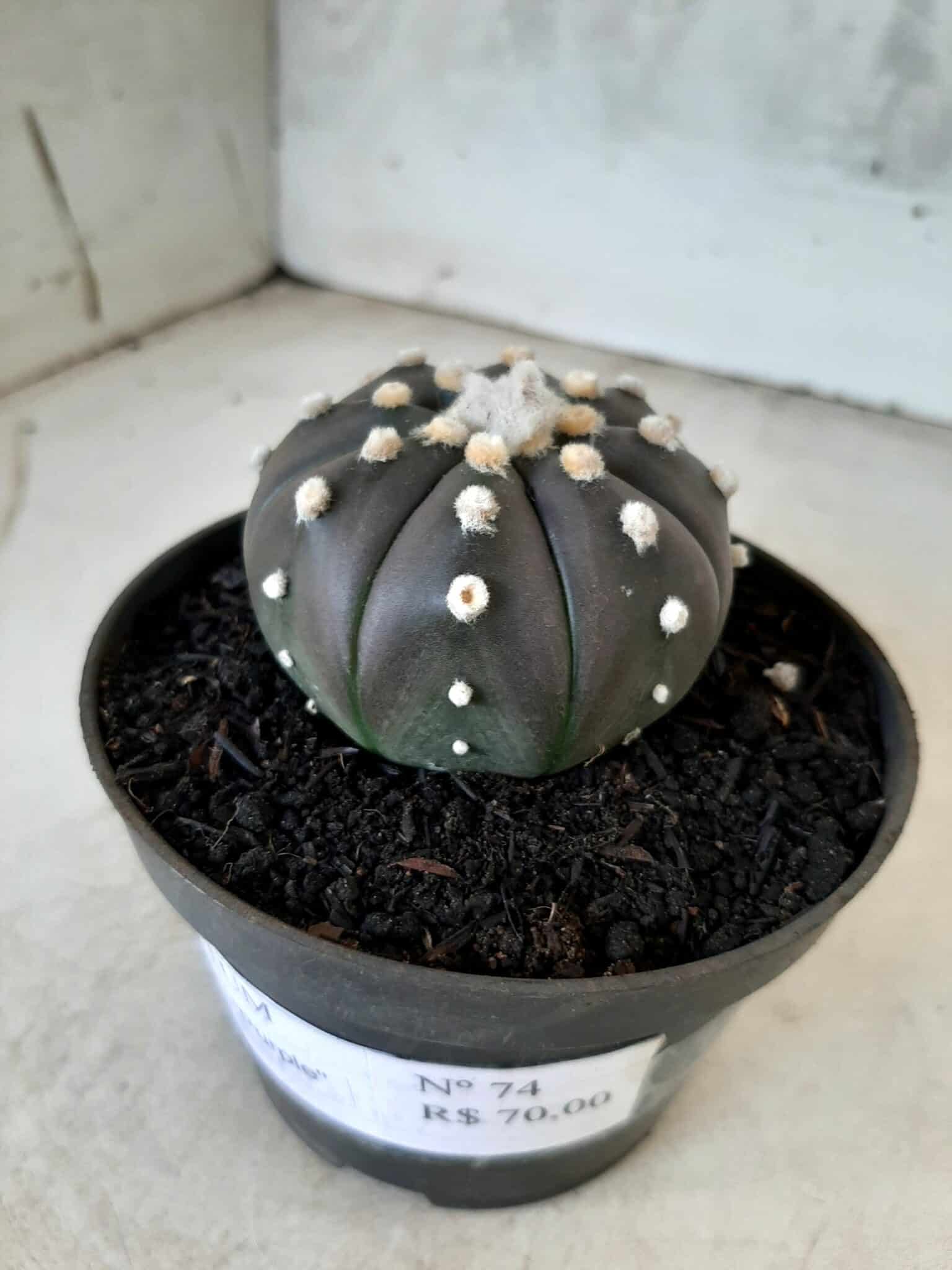 ASTROPHYTUM ASTERIAS “Purple” Nº 74 – vaso 11