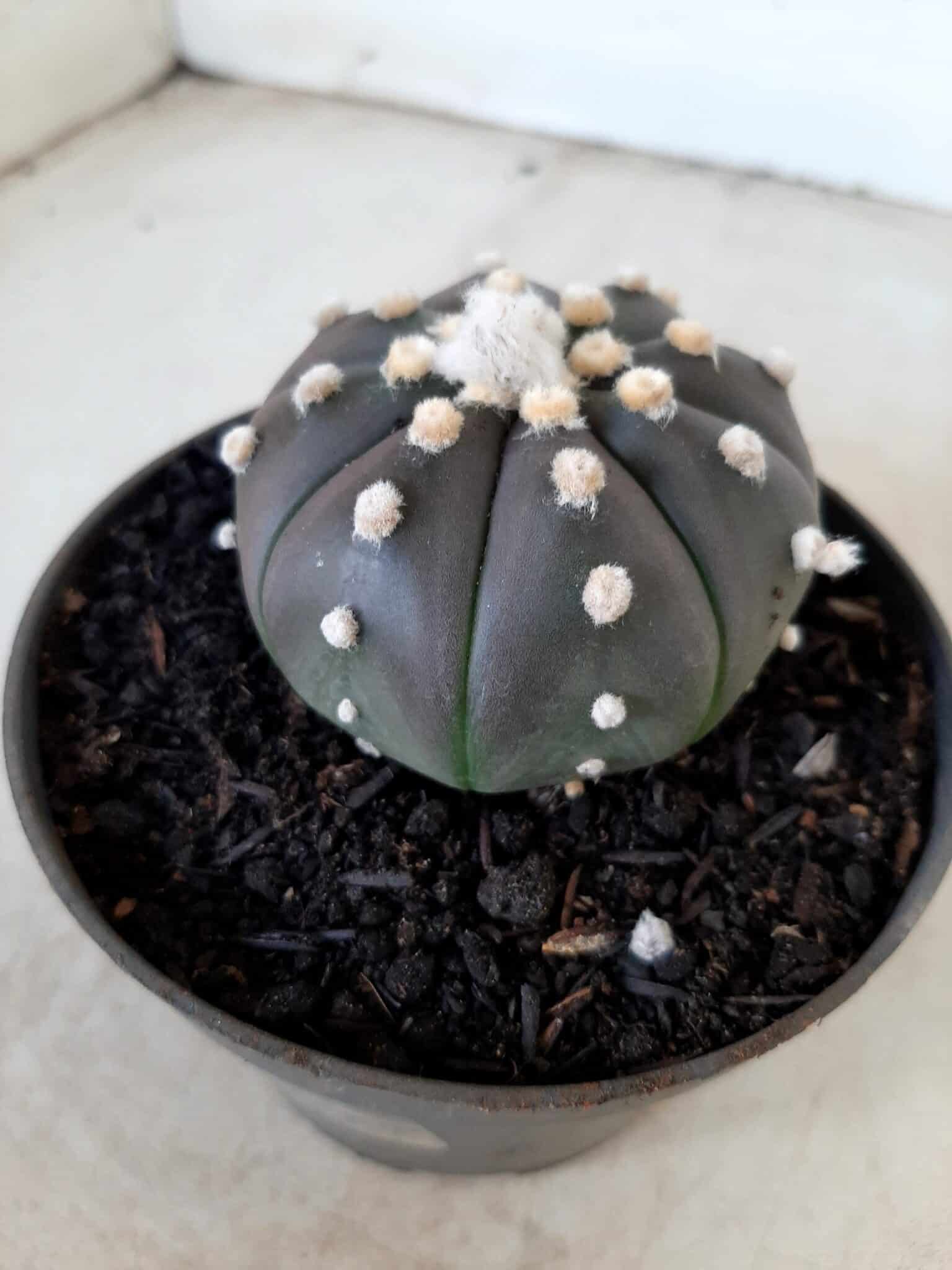 ASTROPHYTUM ASTERIAS “Purple” Nº 74 – vaso 11