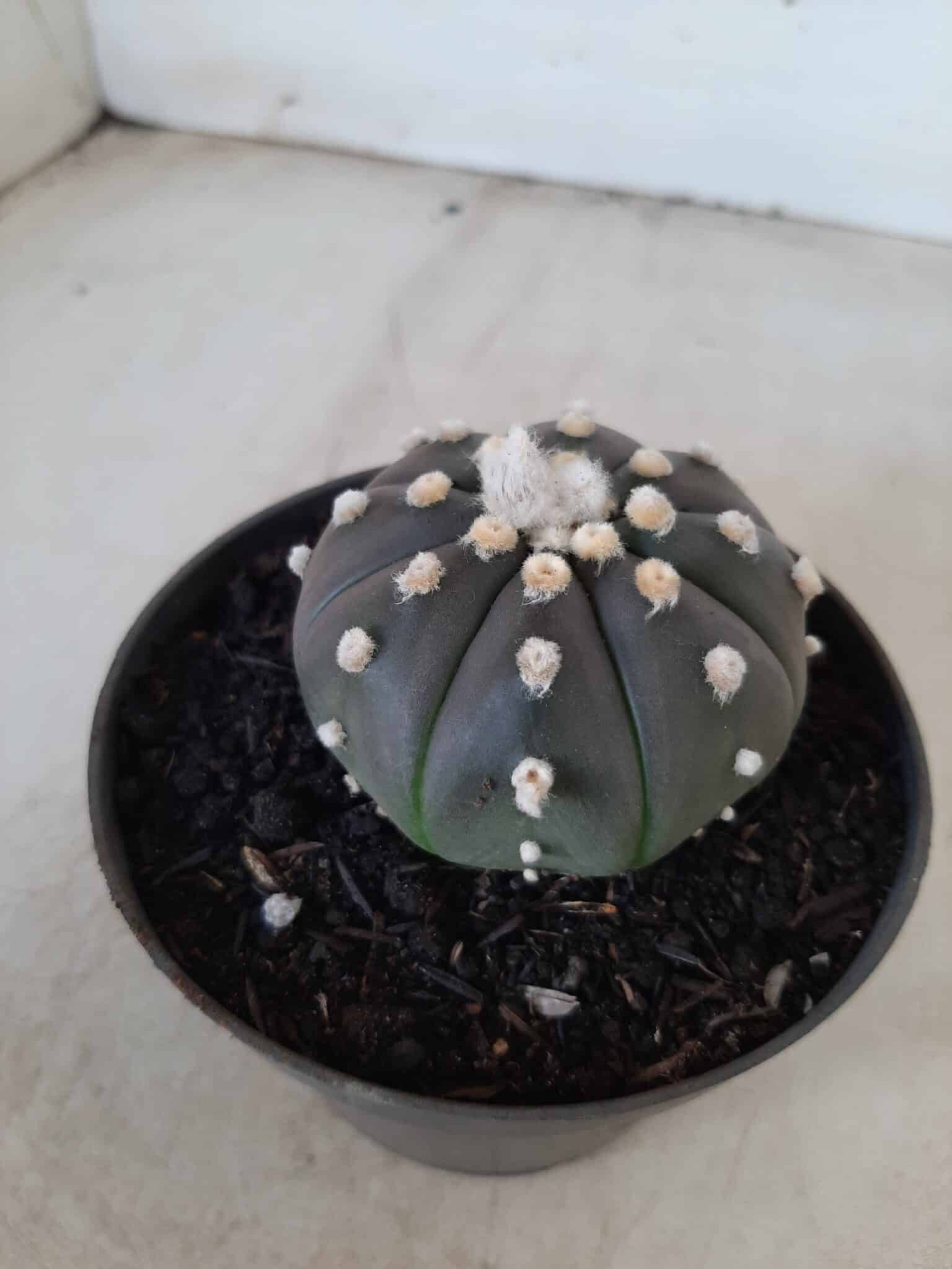 ASTROPHYTUM ASTERIAS “Purple” Nº 74 – vaso 11