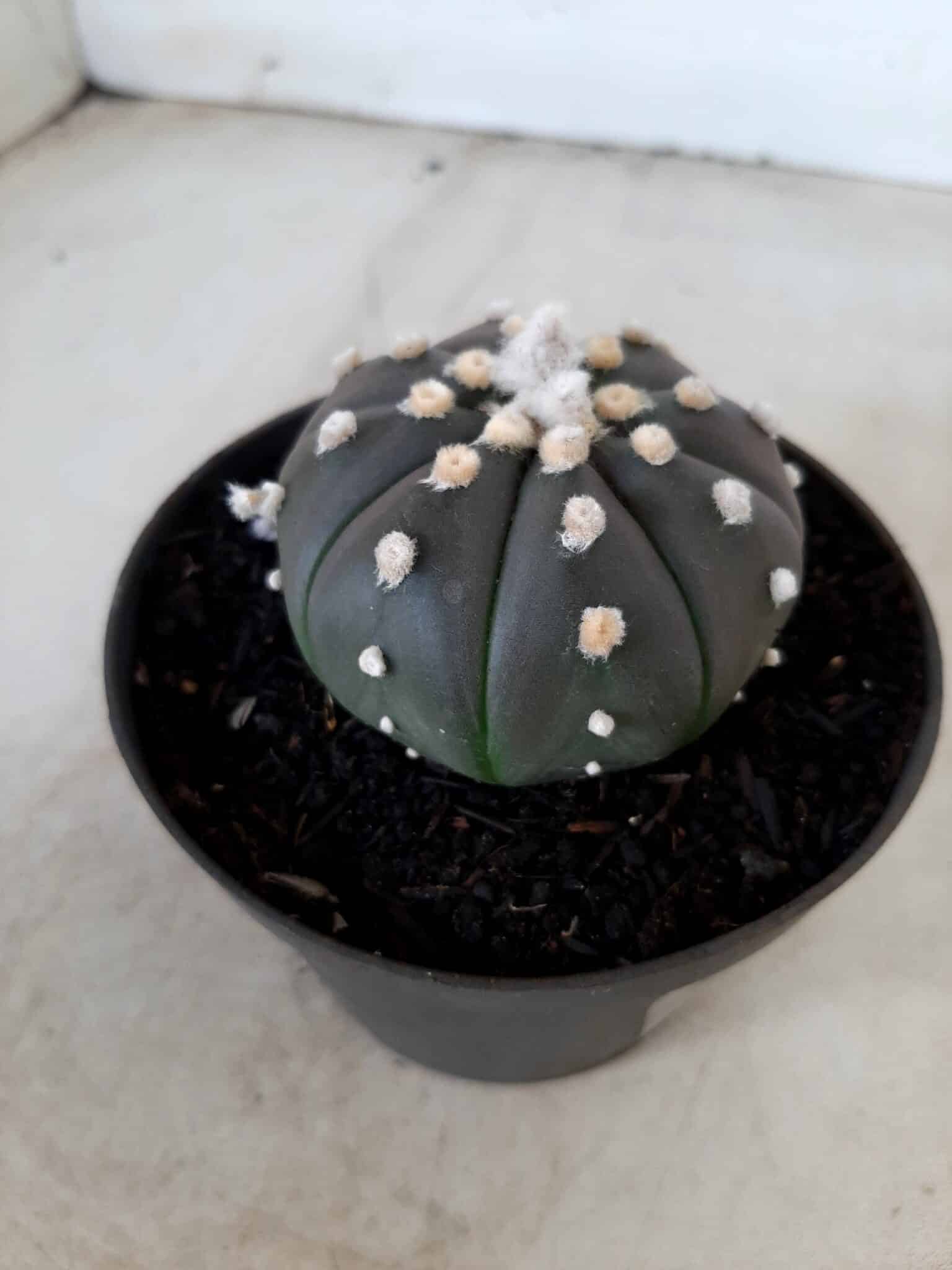 ASTROPHYTUM ASTERIAS “Purple” Nº 74 – vaso 11