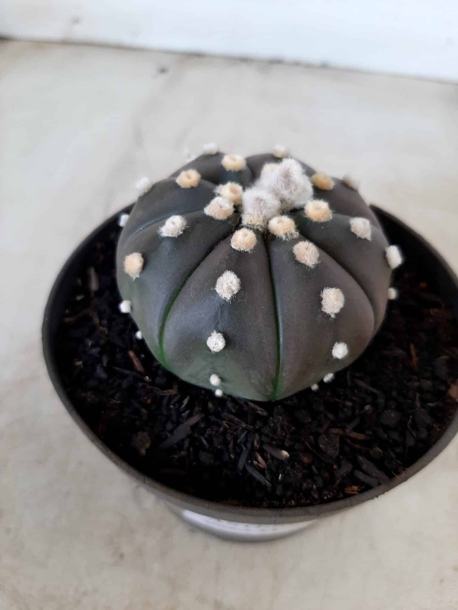 ASTROPHYTUM ASTERIAS “Purple” Nº 74 – vaso 11