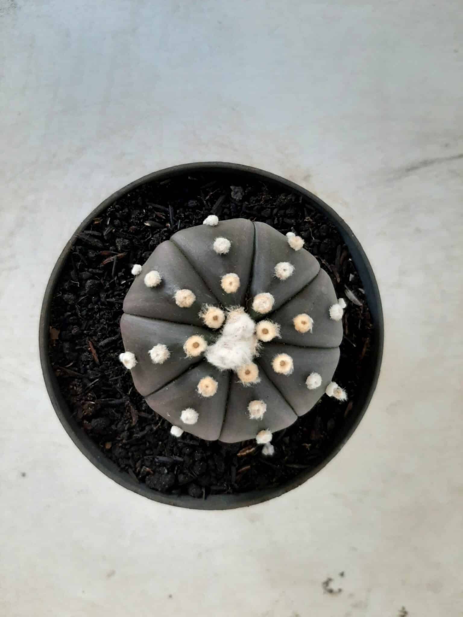 ASTROPHYTUM ASTERIAS “Purple” Nº 74 – vaso 11