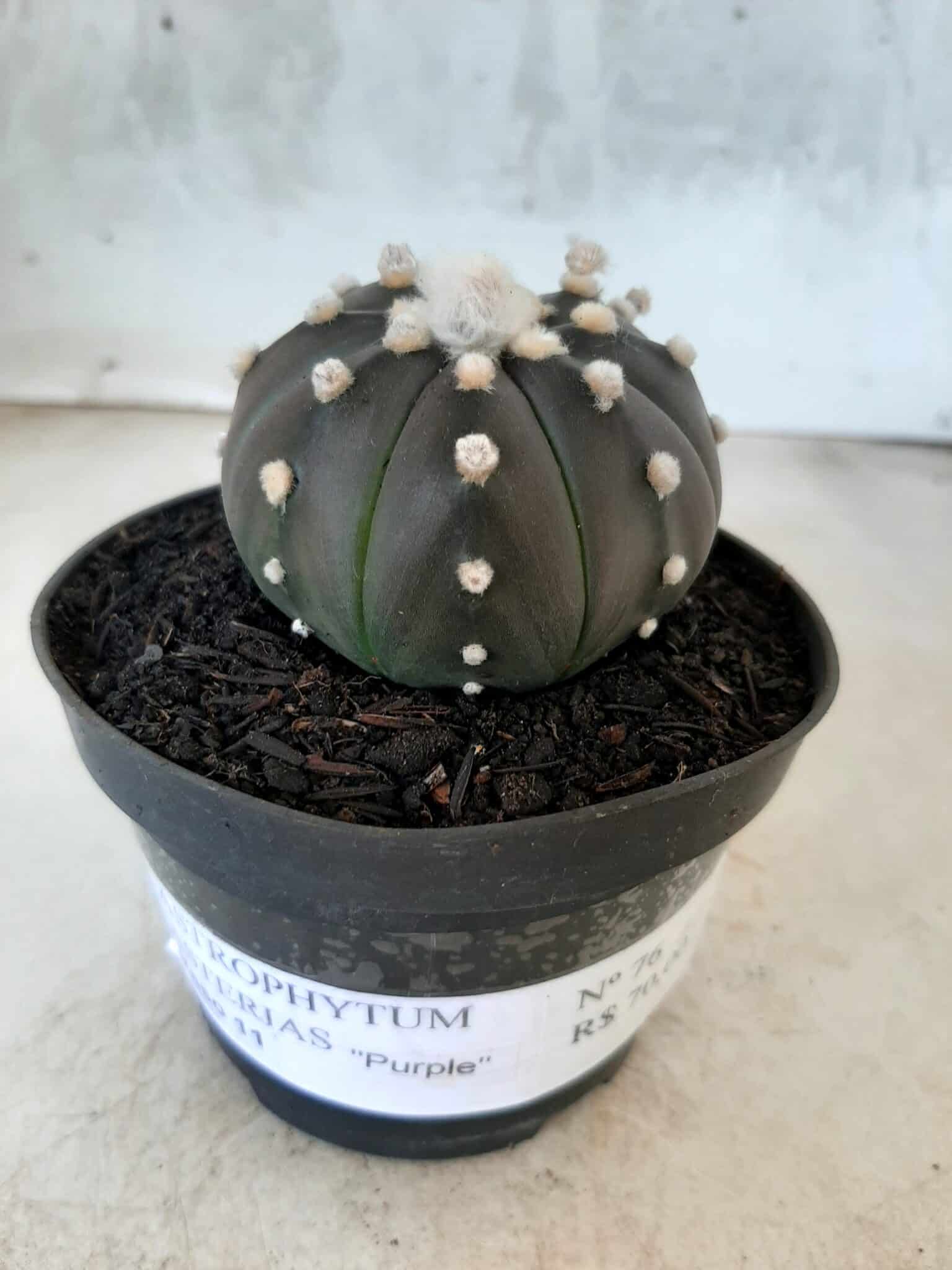 ASTROPHYTUM ASTERIAS “Purple” Nº 76 – vaso 11