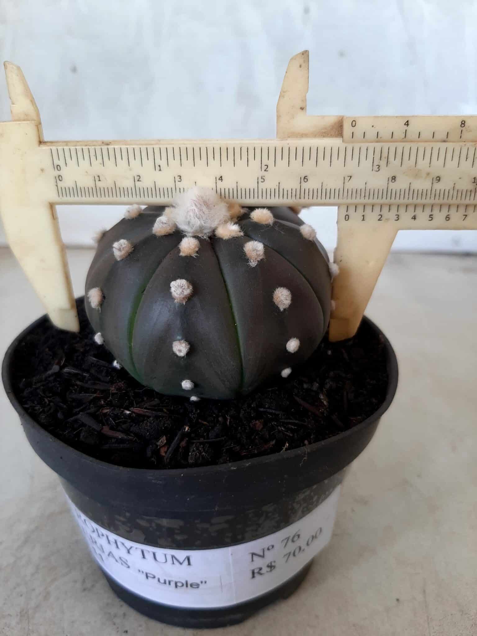 ASTROPHYTUM ASTERIAS “Purple” Nº 76 – vaso 11