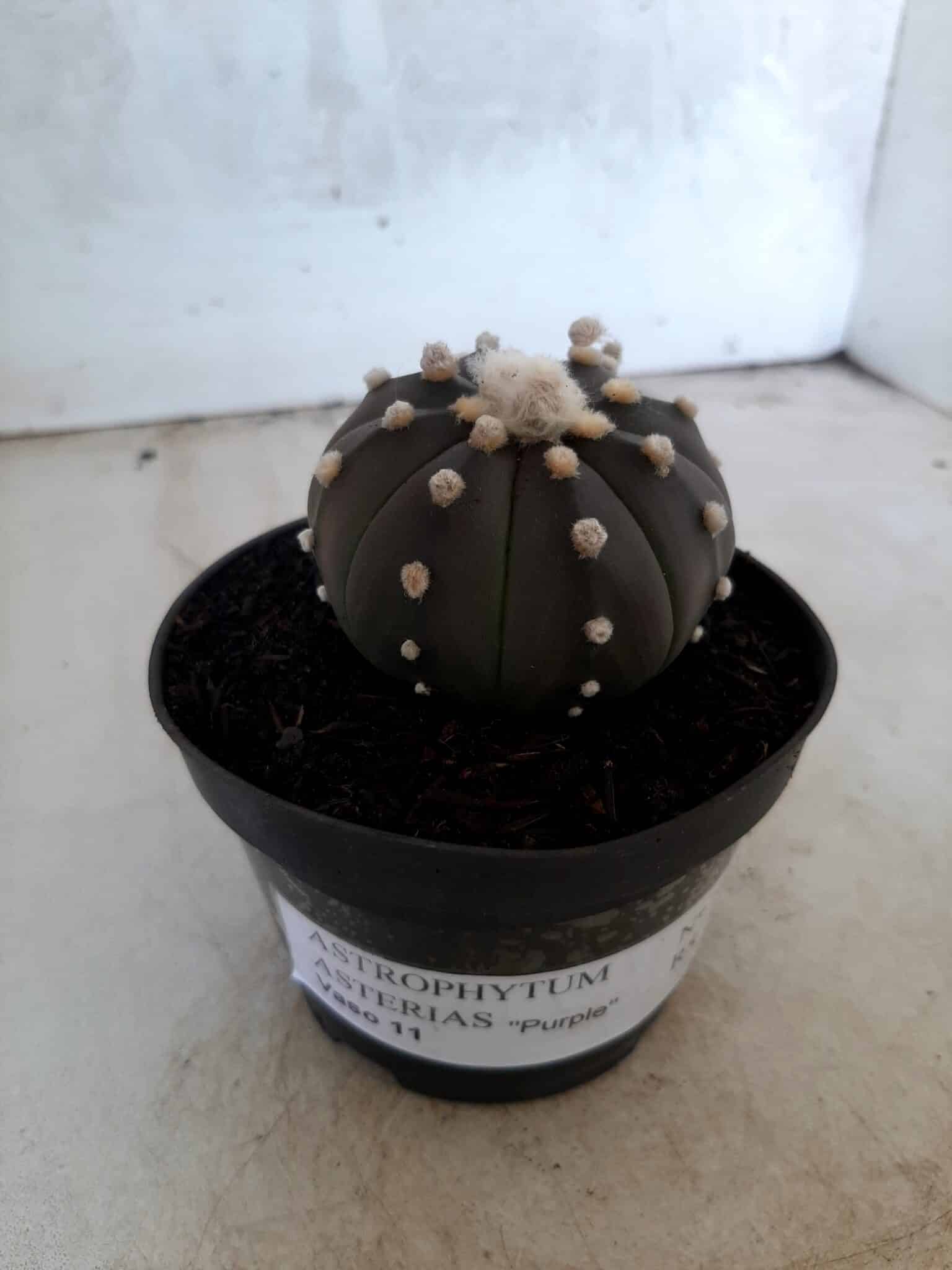 ASTROPHYTUM ASTERIAS “Purple” Nº 76 – vaso 11