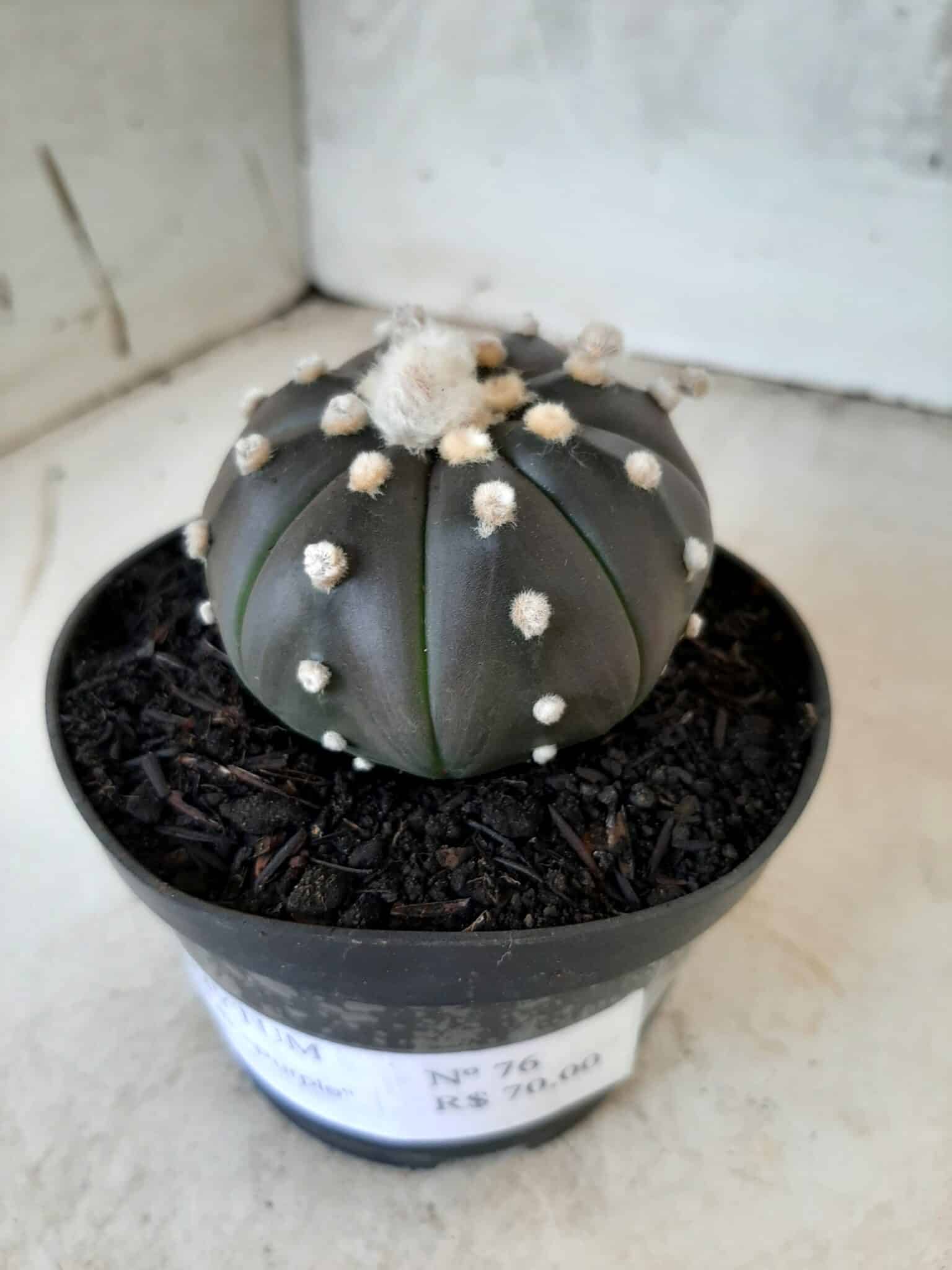 ASTROPHYTUM ASTERIAS “Purple” Nº 76 – vaso 11