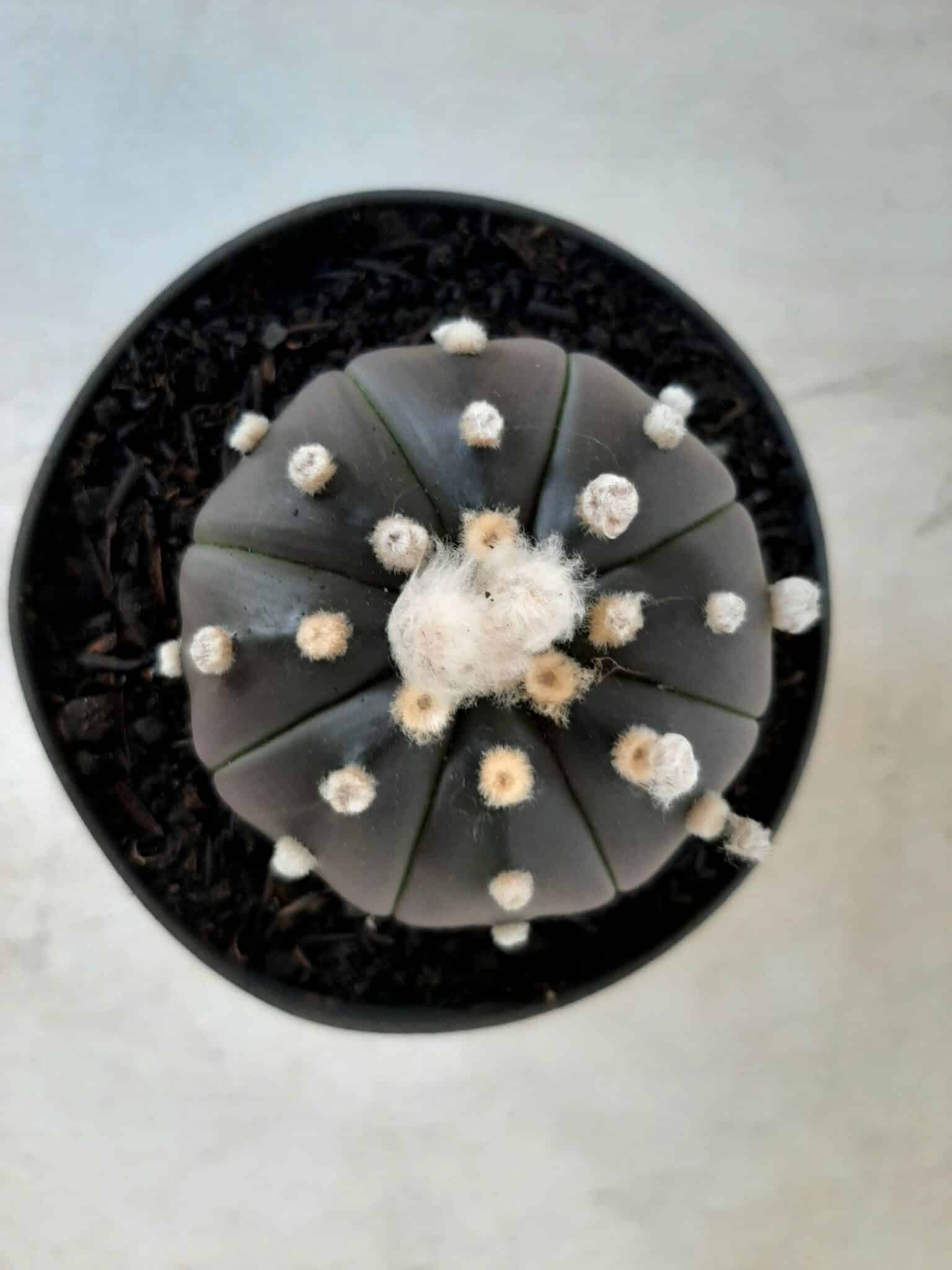 ASTROPHYTUM ASTERIAS “Purple” Nº 76 – vaso 11