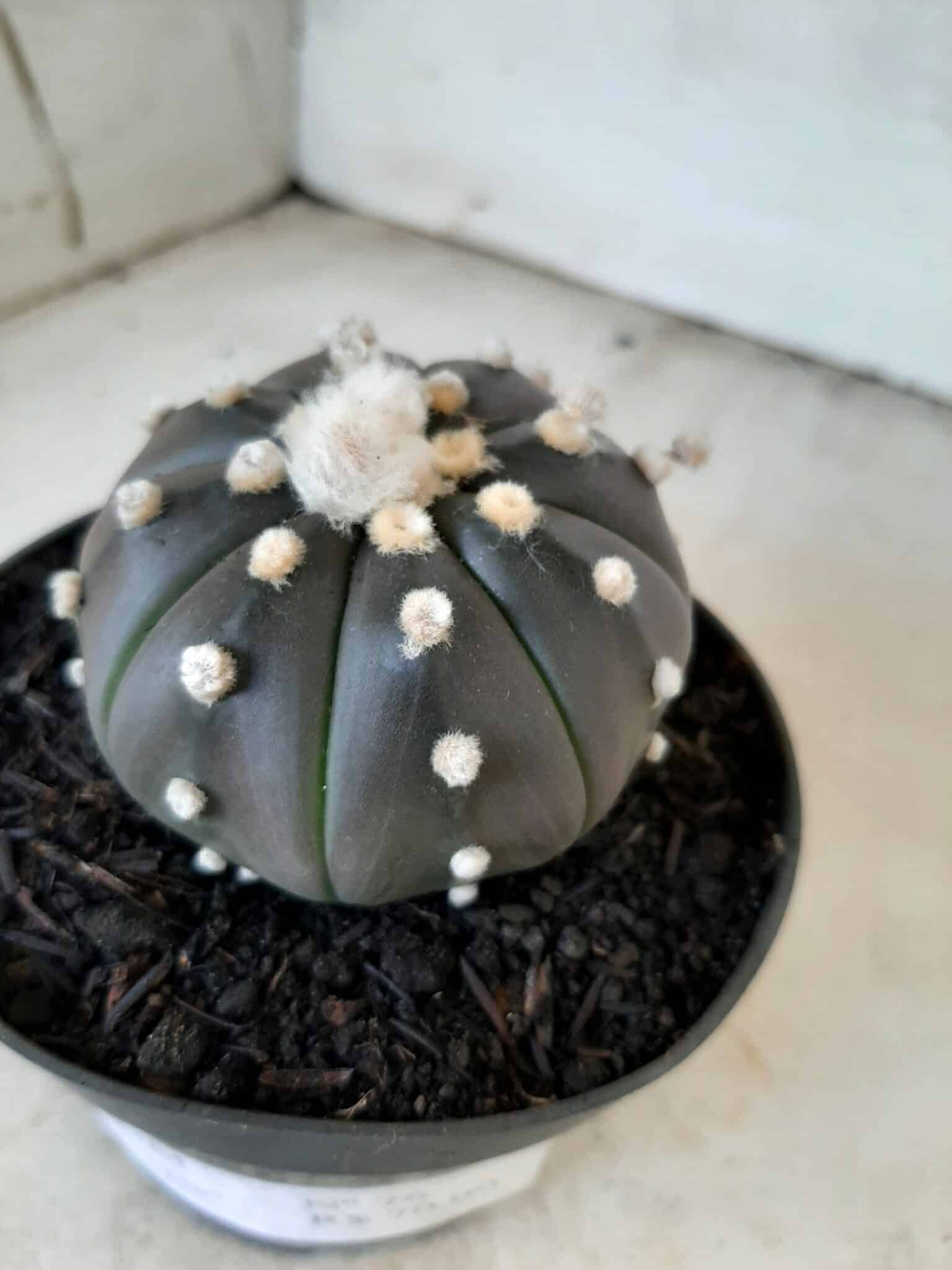 ASTROPHYTUM ASTERIAS “Purple” Nº 76 – vaso 11