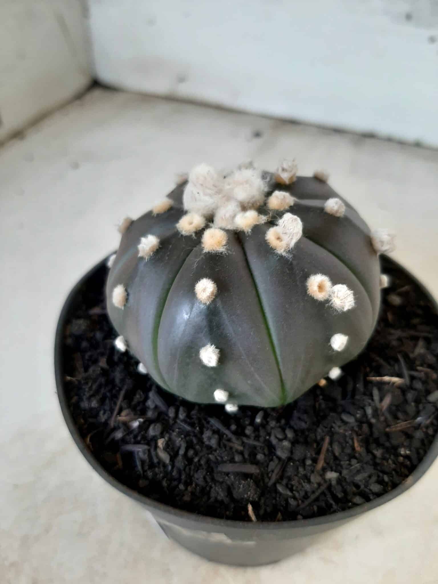 ASTROPHYTUM ASTERIAS “Purple” Nº 76 – vaso 11