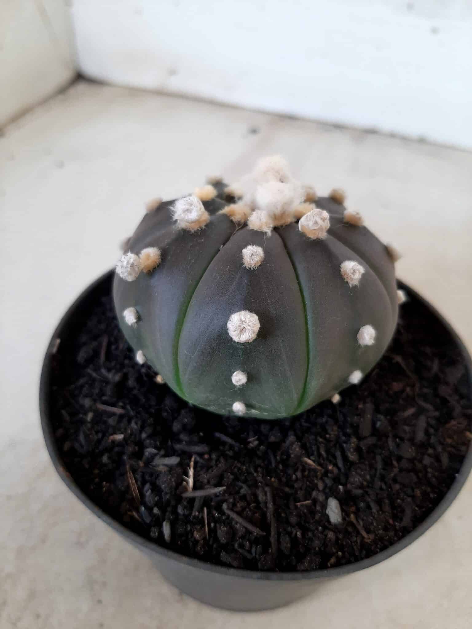 ASTROPHYTUM ASTERIAS “Purple” Nº 76 – vaso 11
