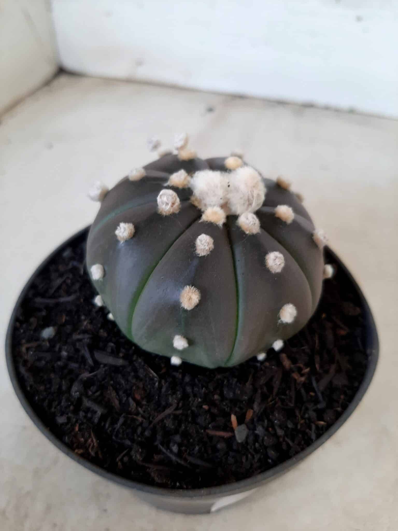 ASTROPHYTUM ASTERIAS “Purple” Nº 76 – vaso 11