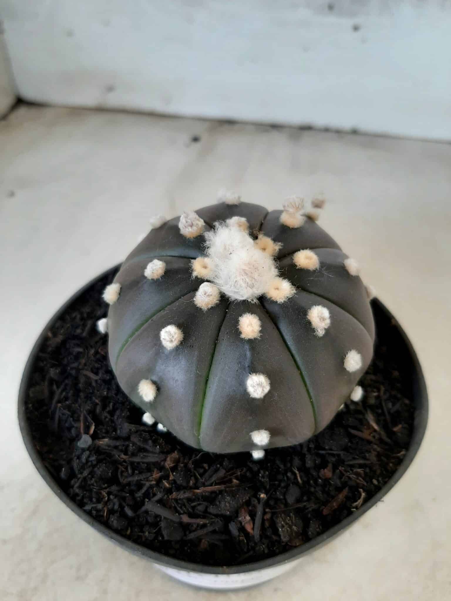 ASTROPHYTUM ASTERIAS “Purple” Nº 76 – vaso 11