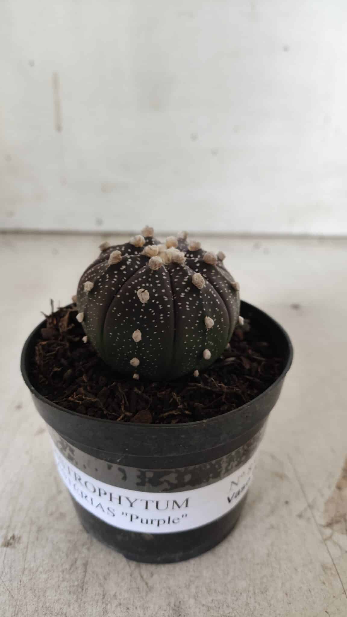 ASTROPHYTUM ASTERIAS “Purple”  Nº 837 – vaso 09