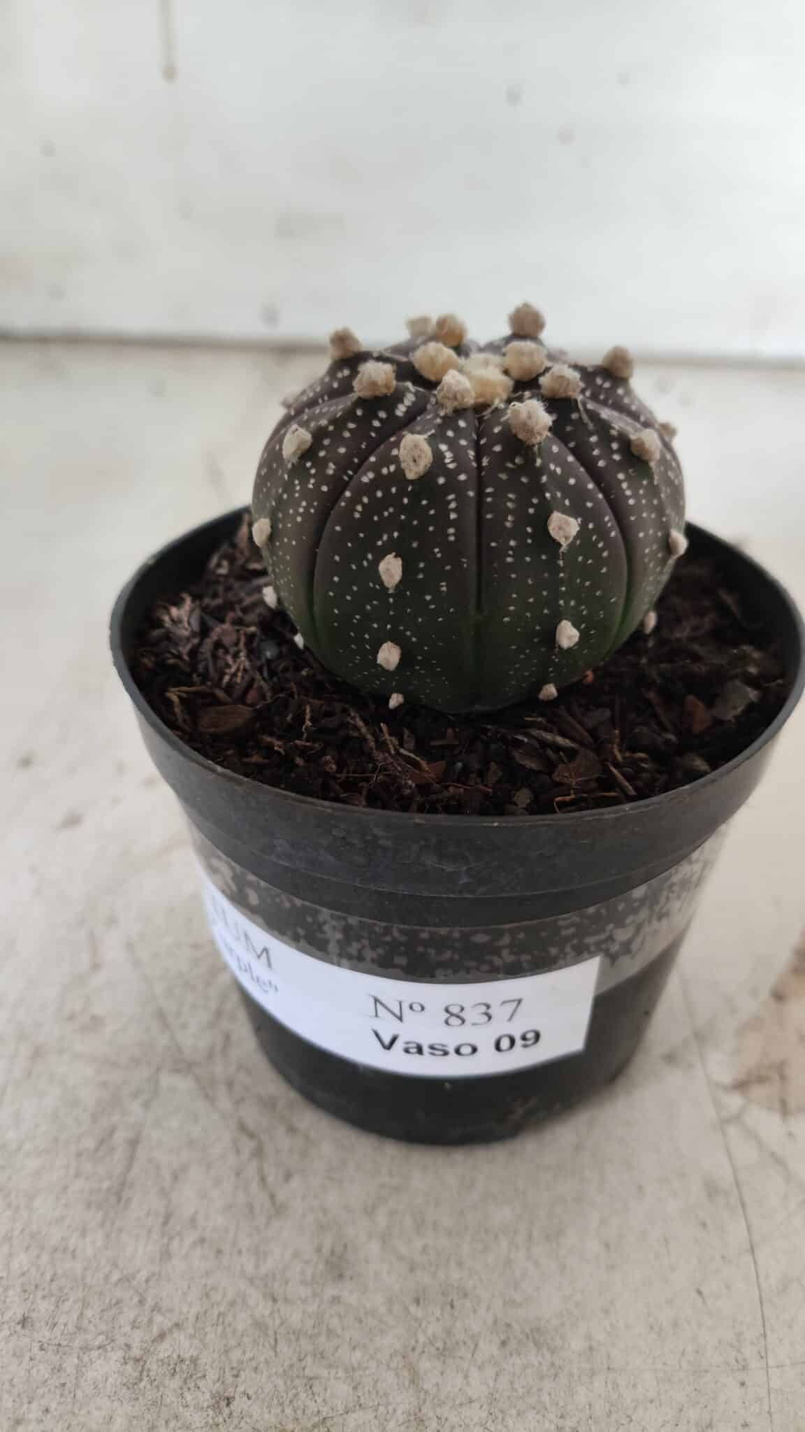 ASTROPHYTUM ASTERIAS “Purple”  Nº 837 – vaso 09