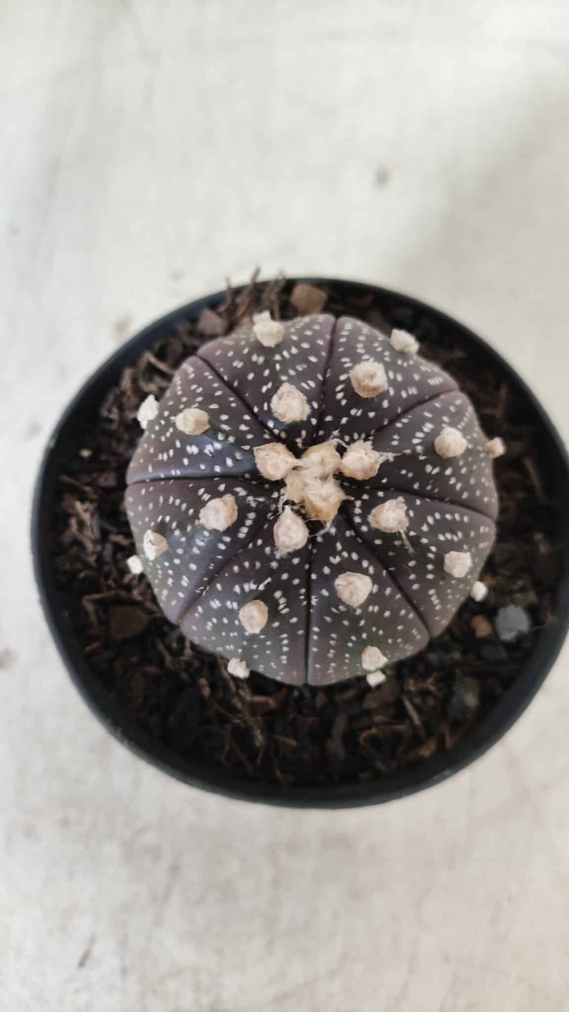 ASTROPHYTUM ASTERIAS “Purple”  Nº 837 – vaso 09